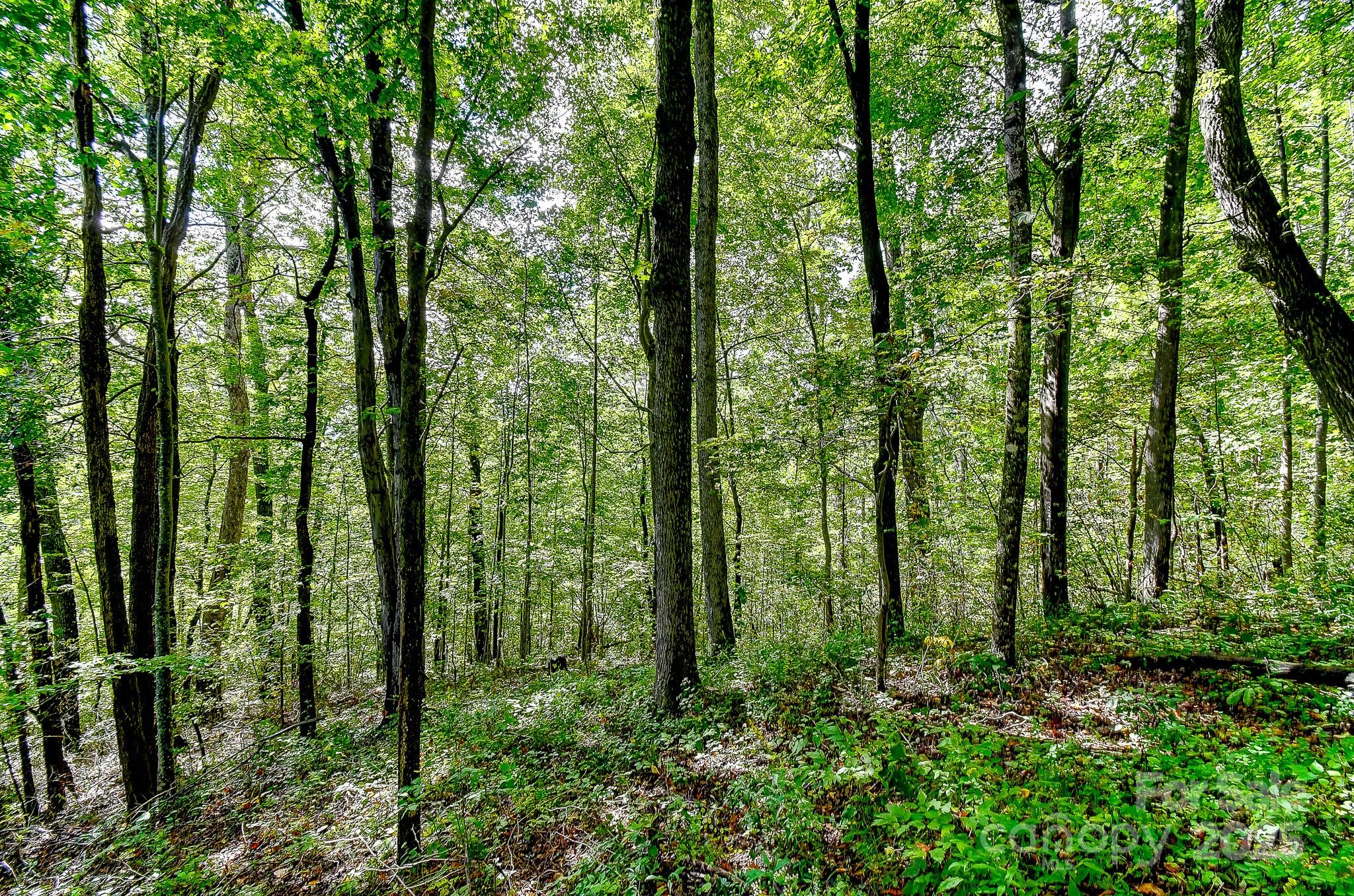 99999 Forest Brook Drive Black Mountain NC 28711