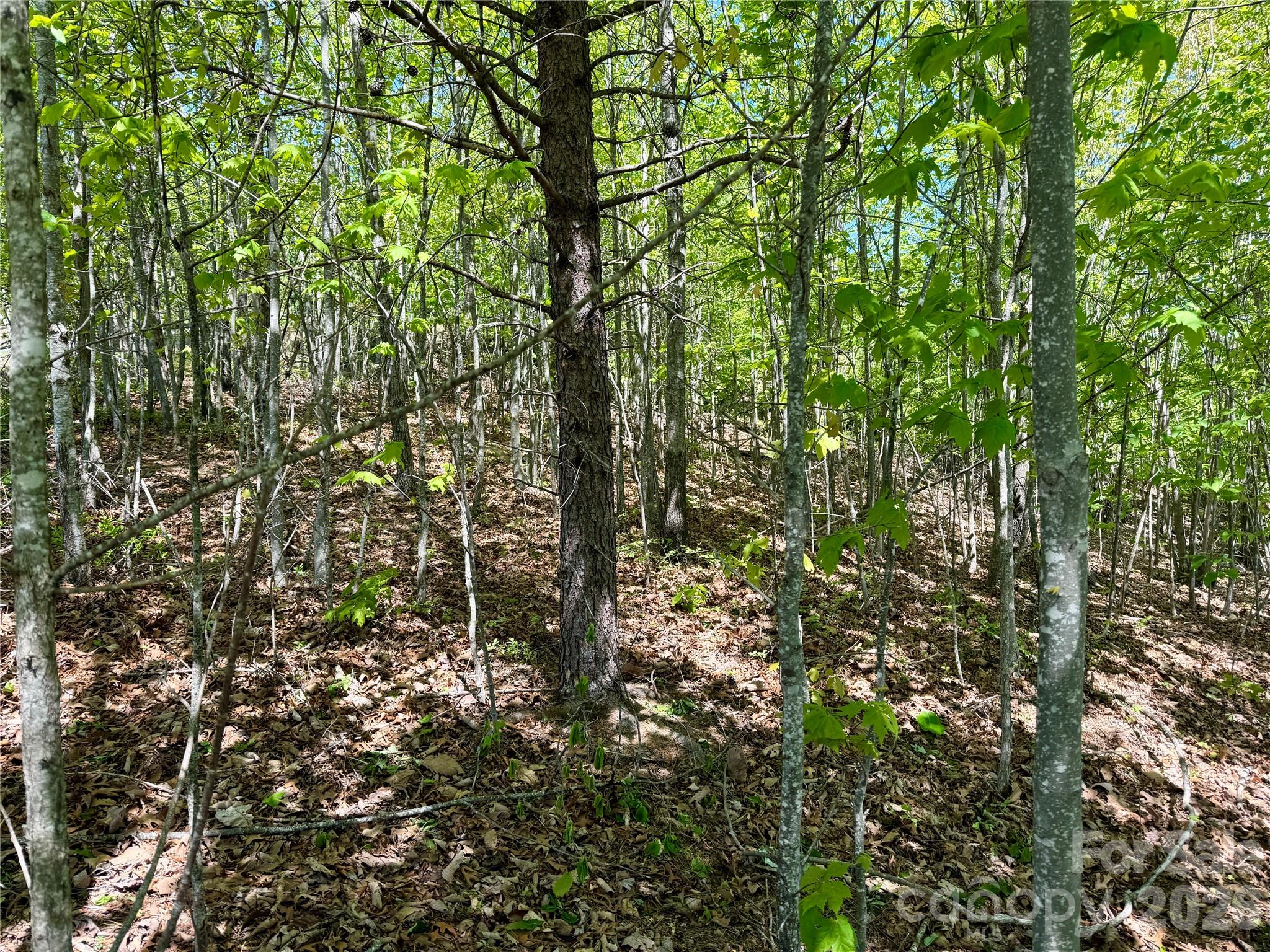 0 Doe Hallow Trail Nebo NC 28761