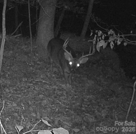 0 Buffalo Cove Road Lenoir NC 28645