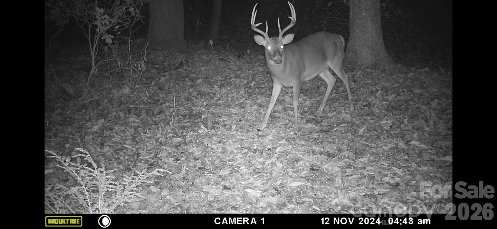 0 Buffalo Cove Road Lenoir NC 28645