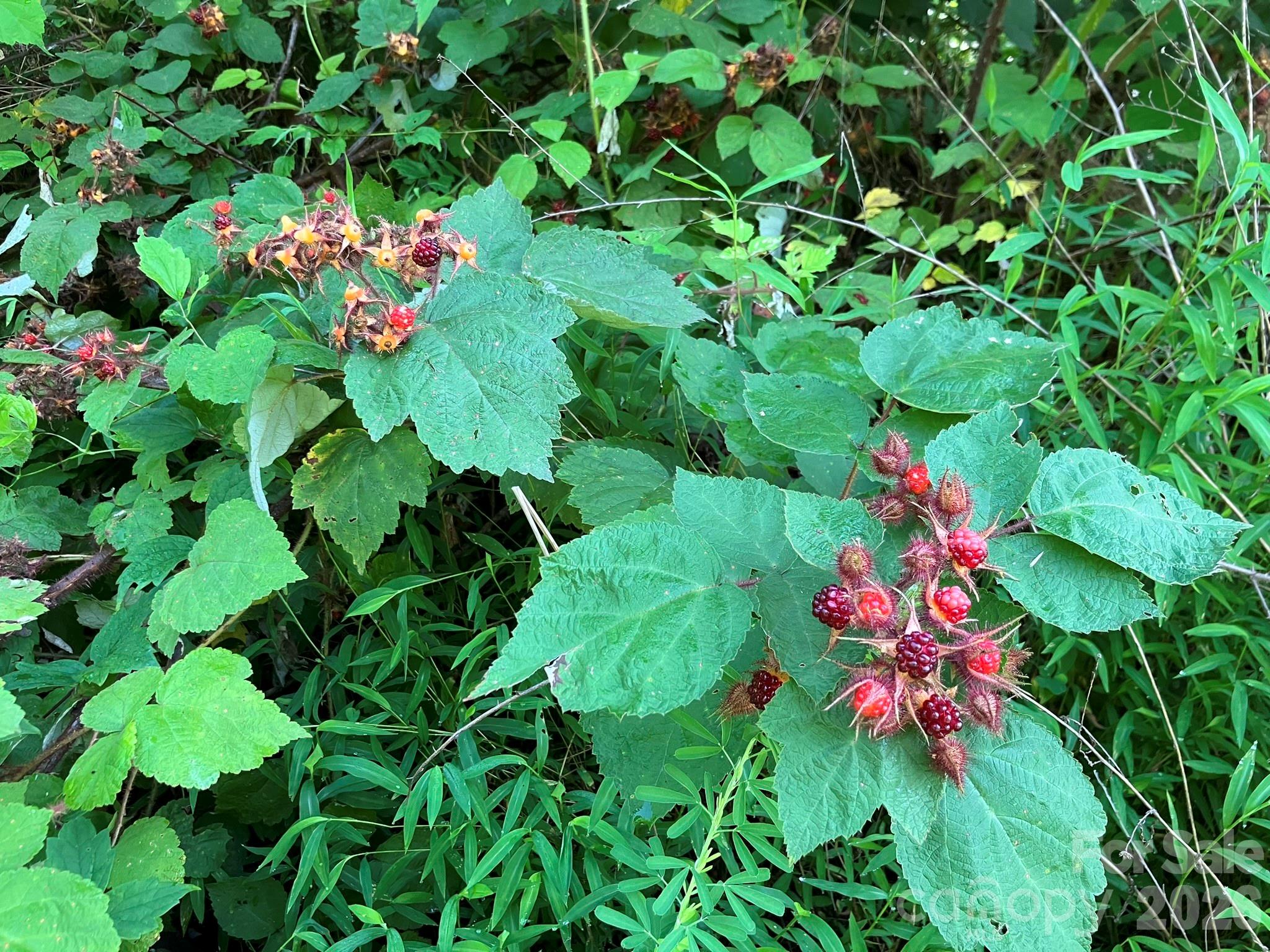 0 Cherokee Trail Lake Lure NC 28746