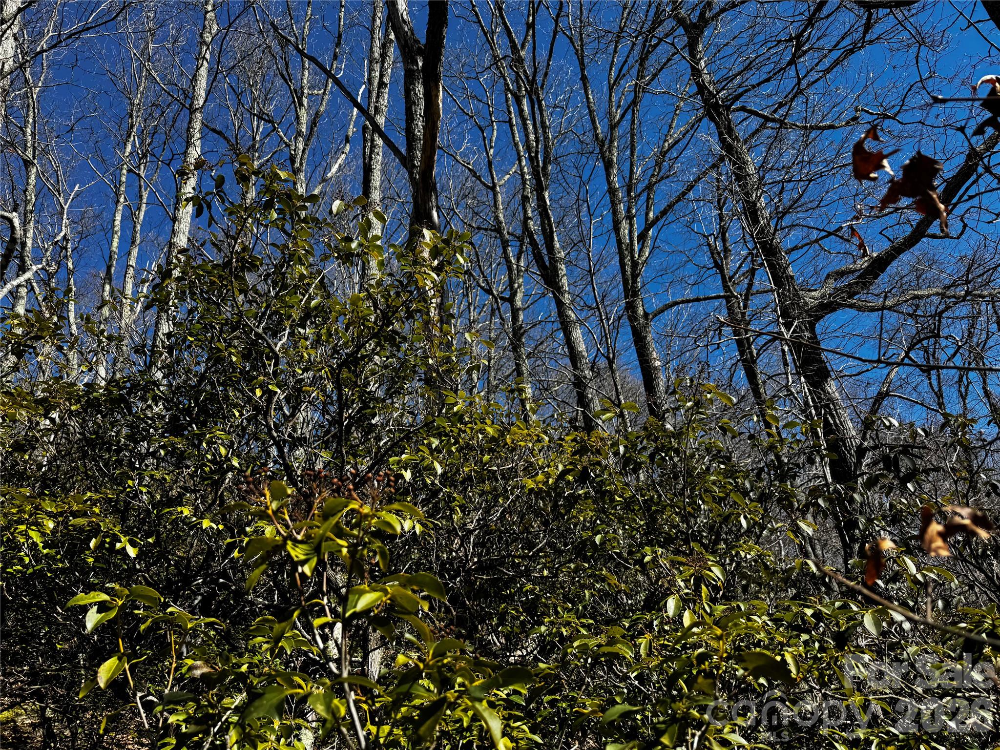 Tbd Acacia Court Black Mountain NC 28711
