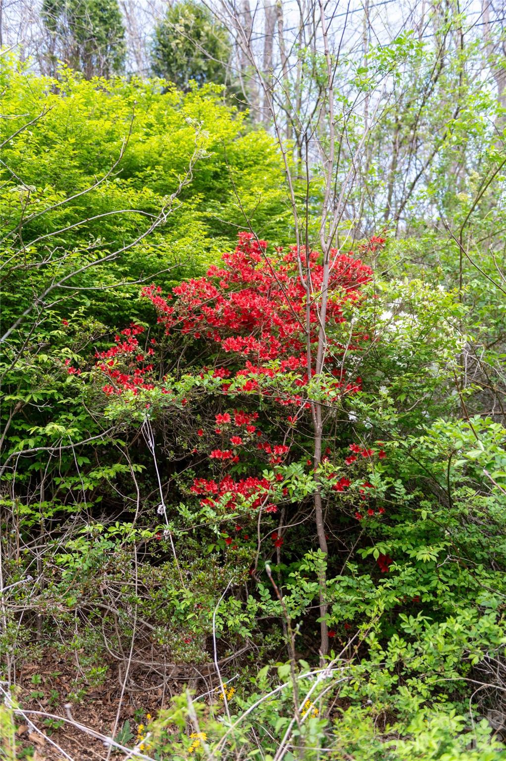 99 Banjo Branch Road Burnsville NC 28714
