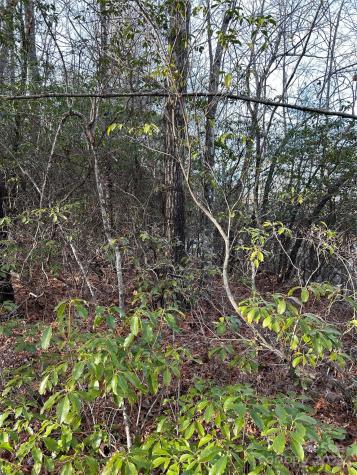 00 Howell Road Brevard NC 28712
