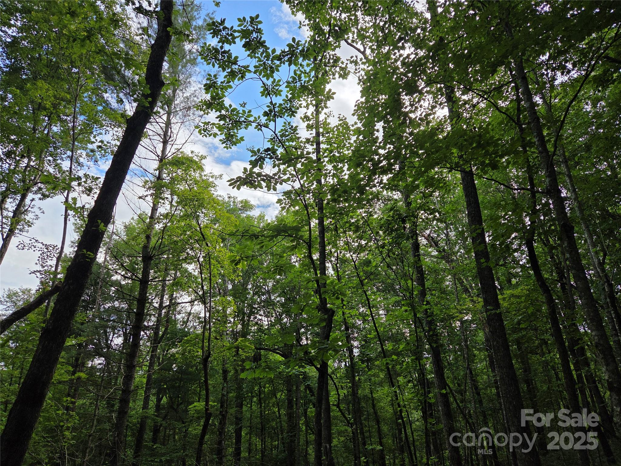 Tbd Cedar Lane Brevard NC 28712