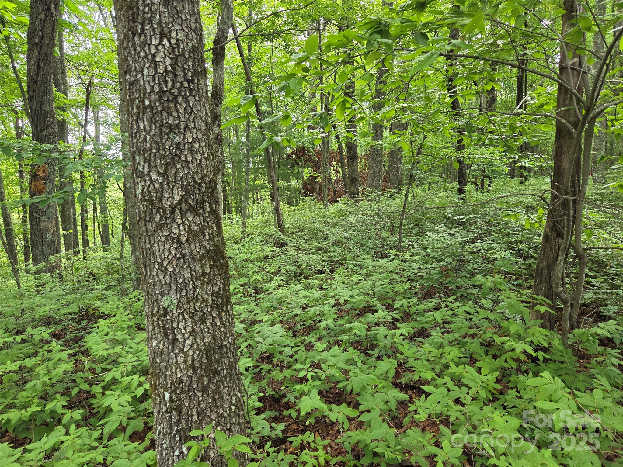 Tbd Cedar Lane Brevard NC 28712