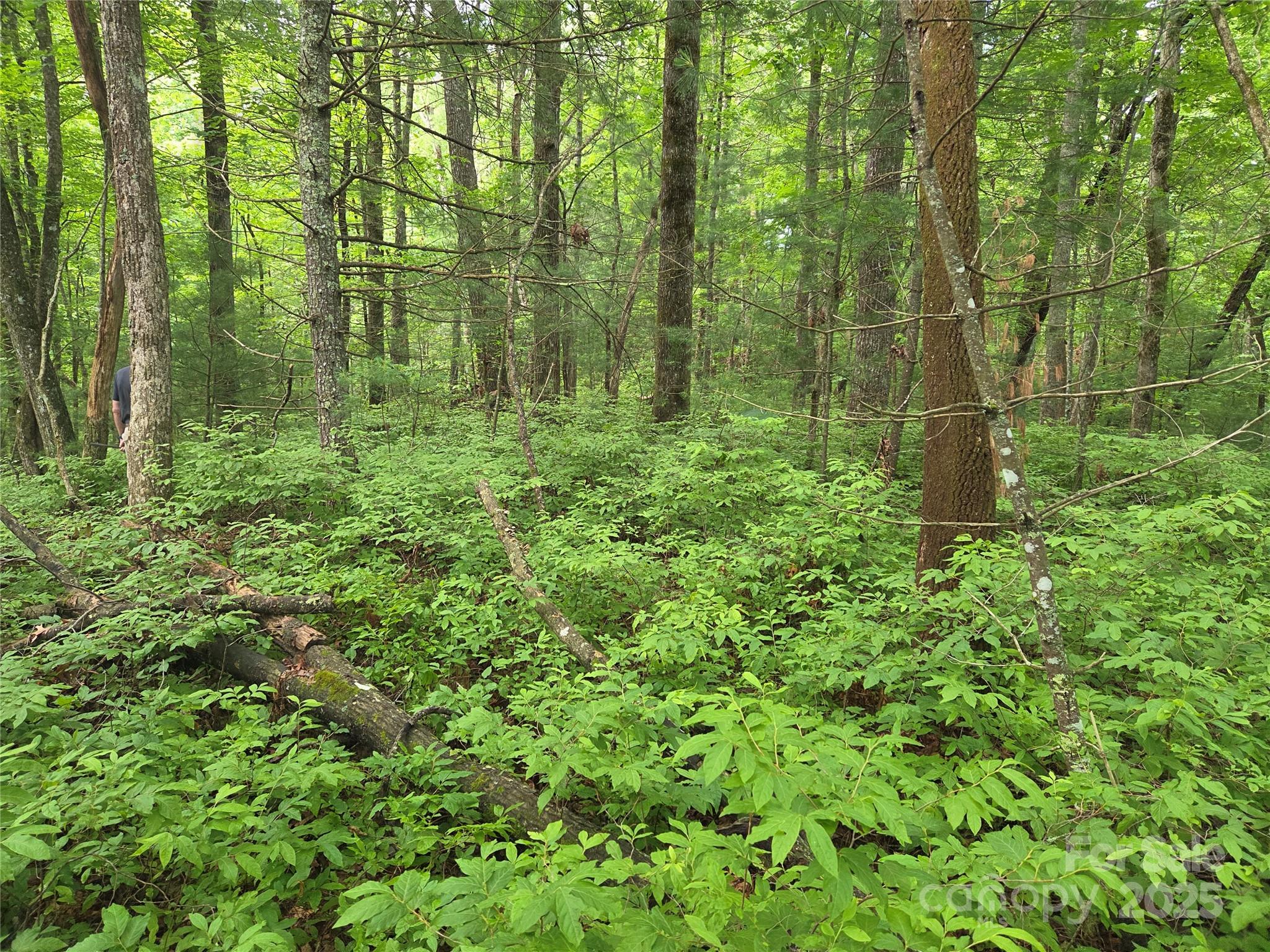Tbd Cedar Lane Brevard NC 28712