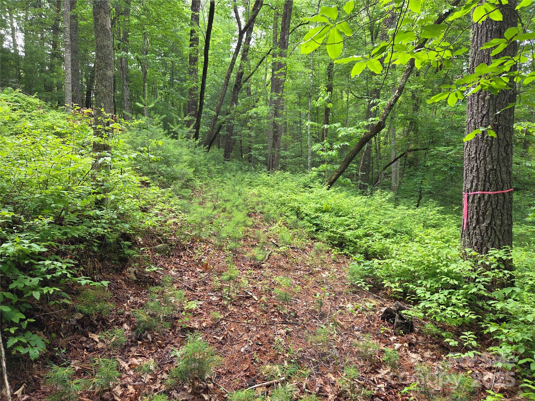 Tbd Cedar Lane Brevard NC 28712