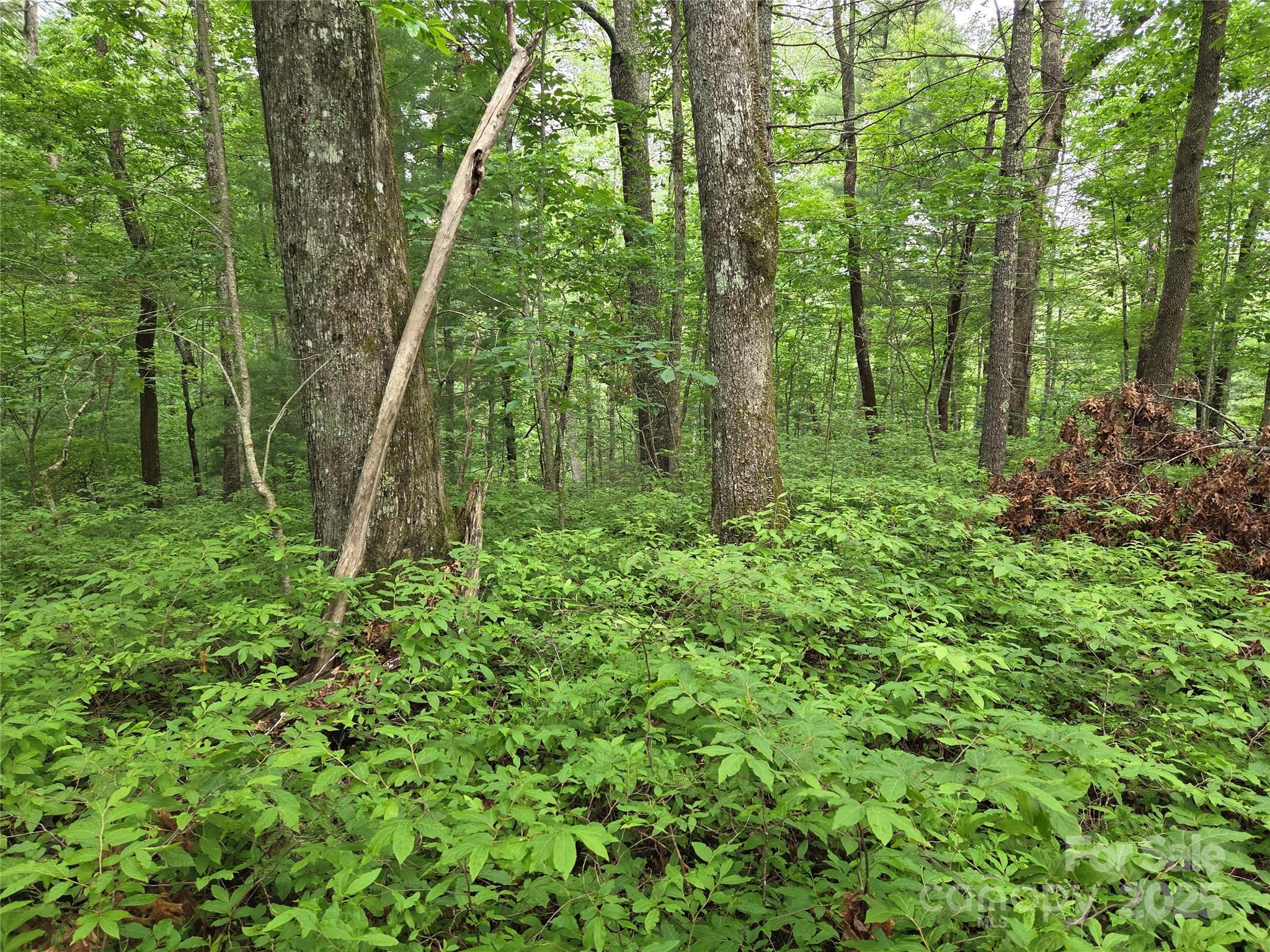 Tbd Cedar Lane Brevard NC 28712