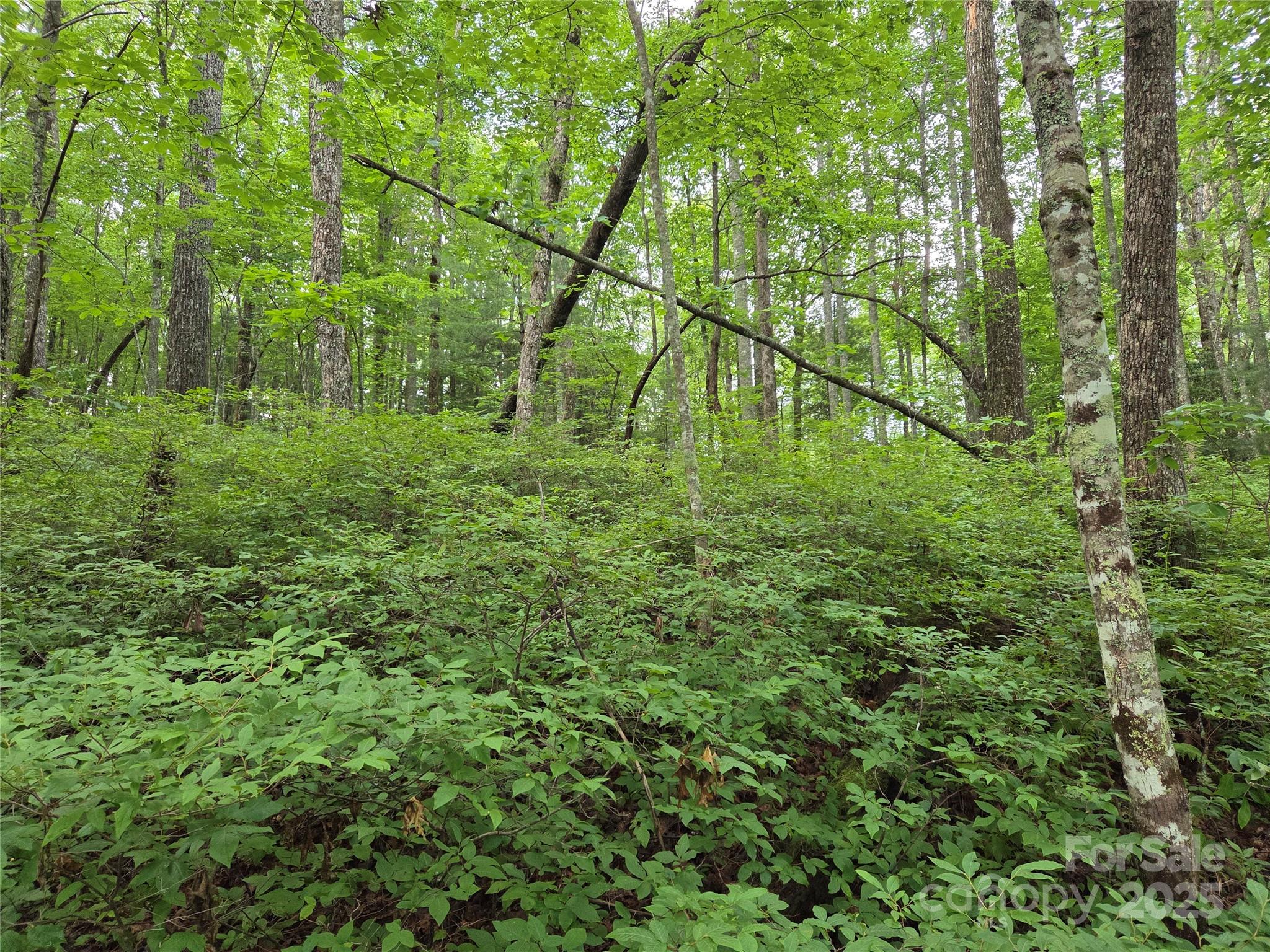 Tbd Cedar Lane Brevard NC 28712