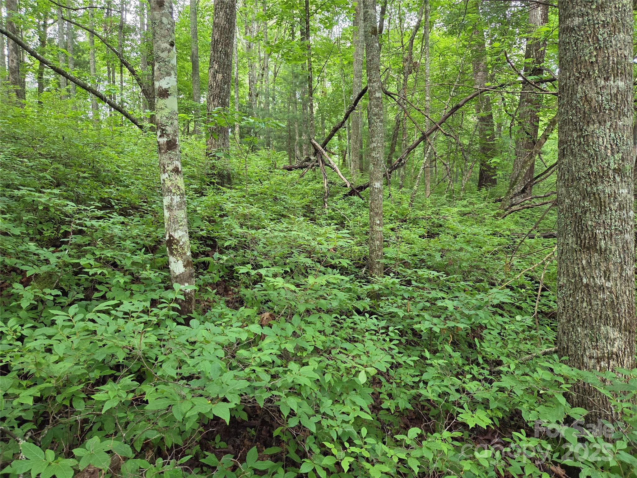 Tbd Cedar Lane Brevard NC 28712