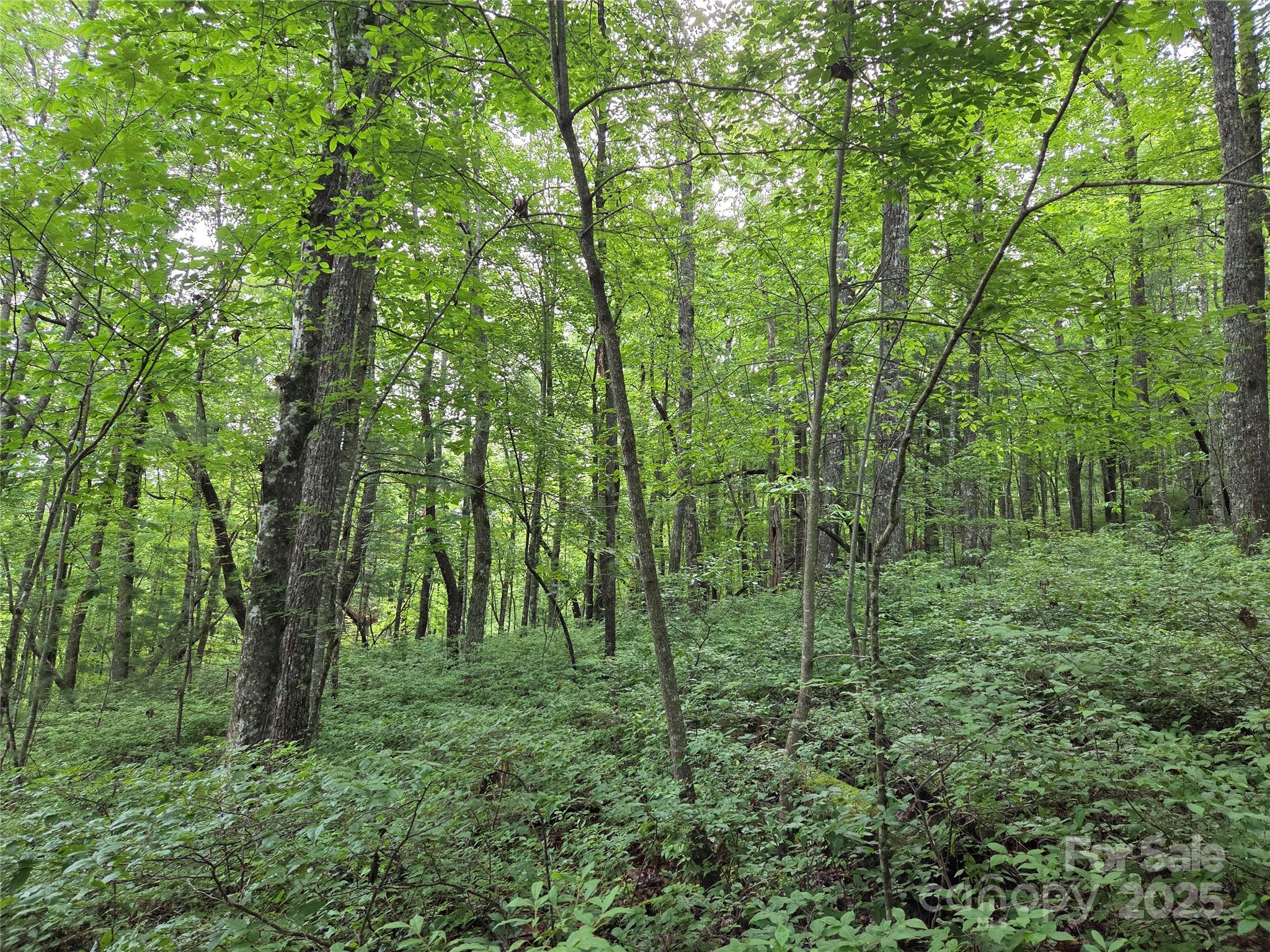 Tbd Cedar Lane Brevard NC 28712