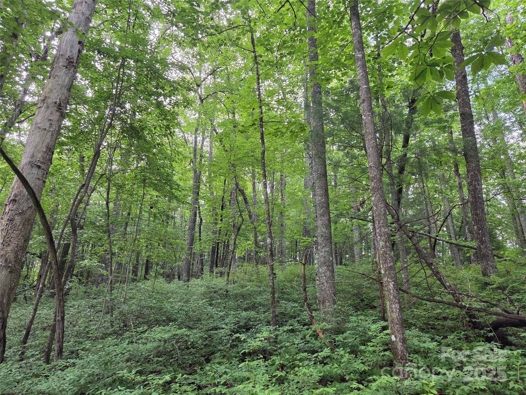 Tbd Cedar Lane Brevard NC 28712