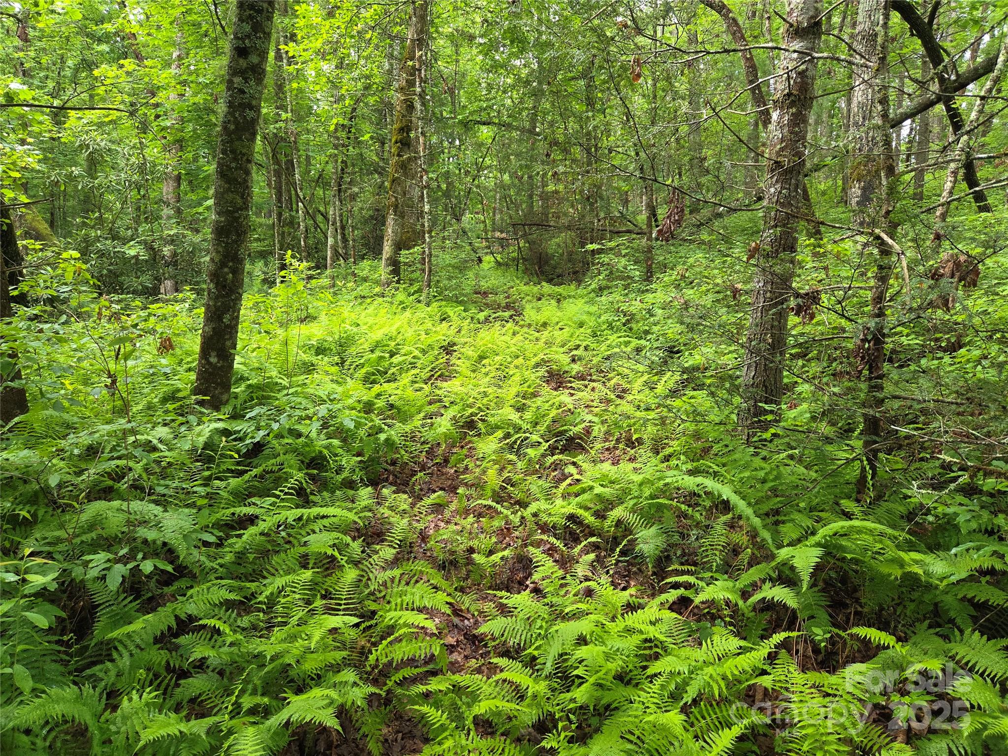 Tbd Cedar Lane Brevard NC 28712