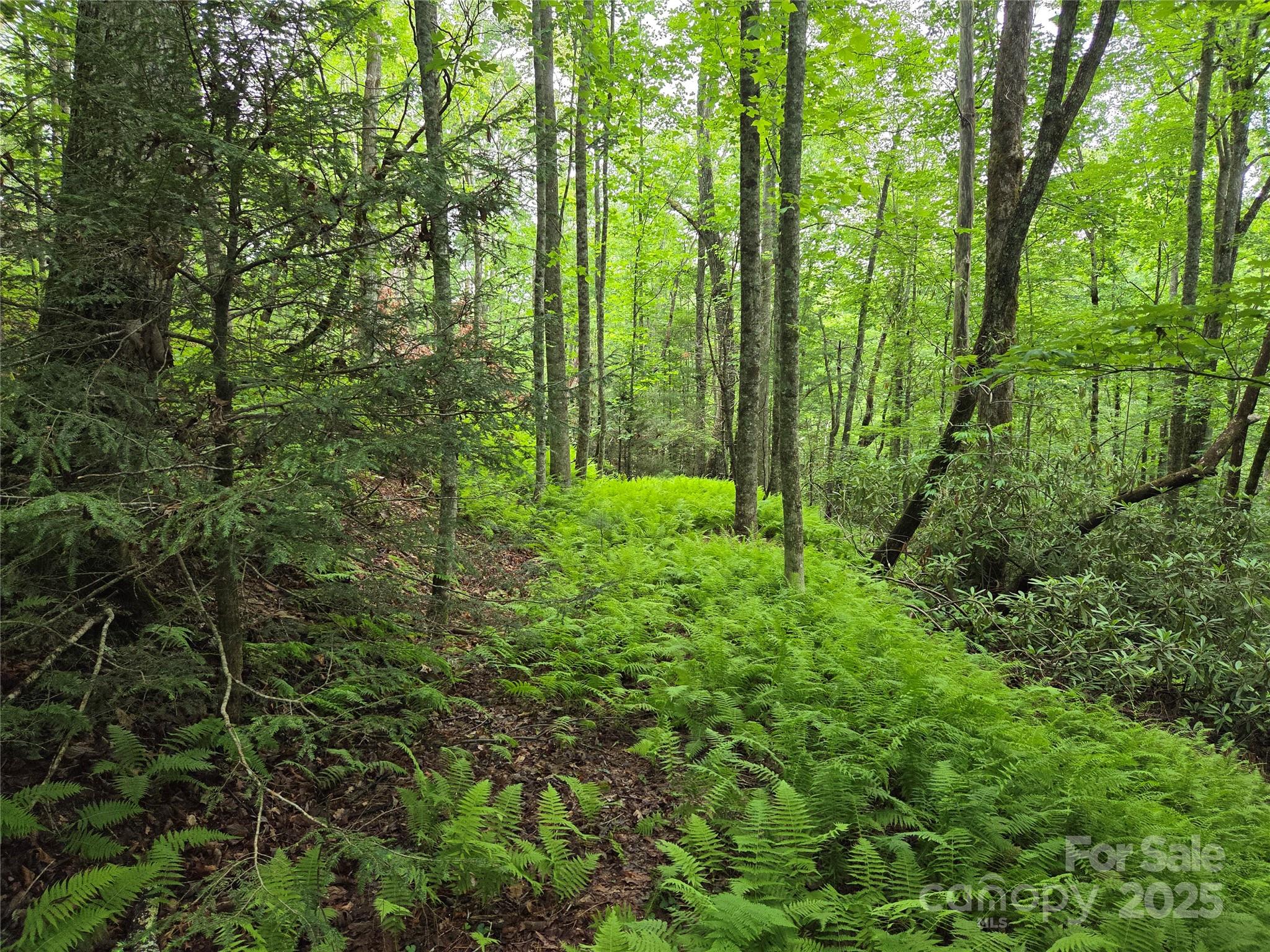 Tbd Cedar Lane Brevard NC 28712