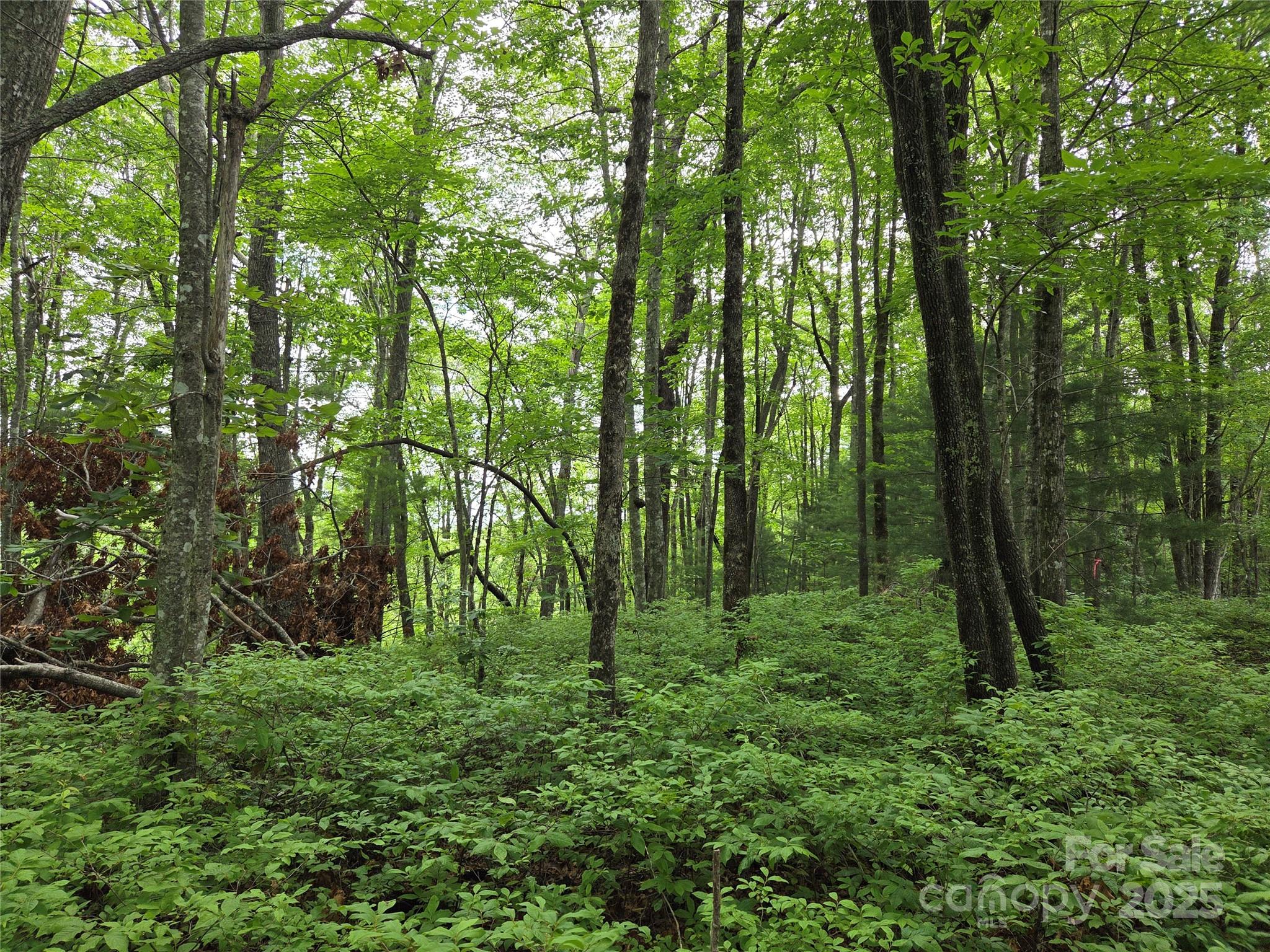 Tbd Cedar Lane Brevard NC 28712