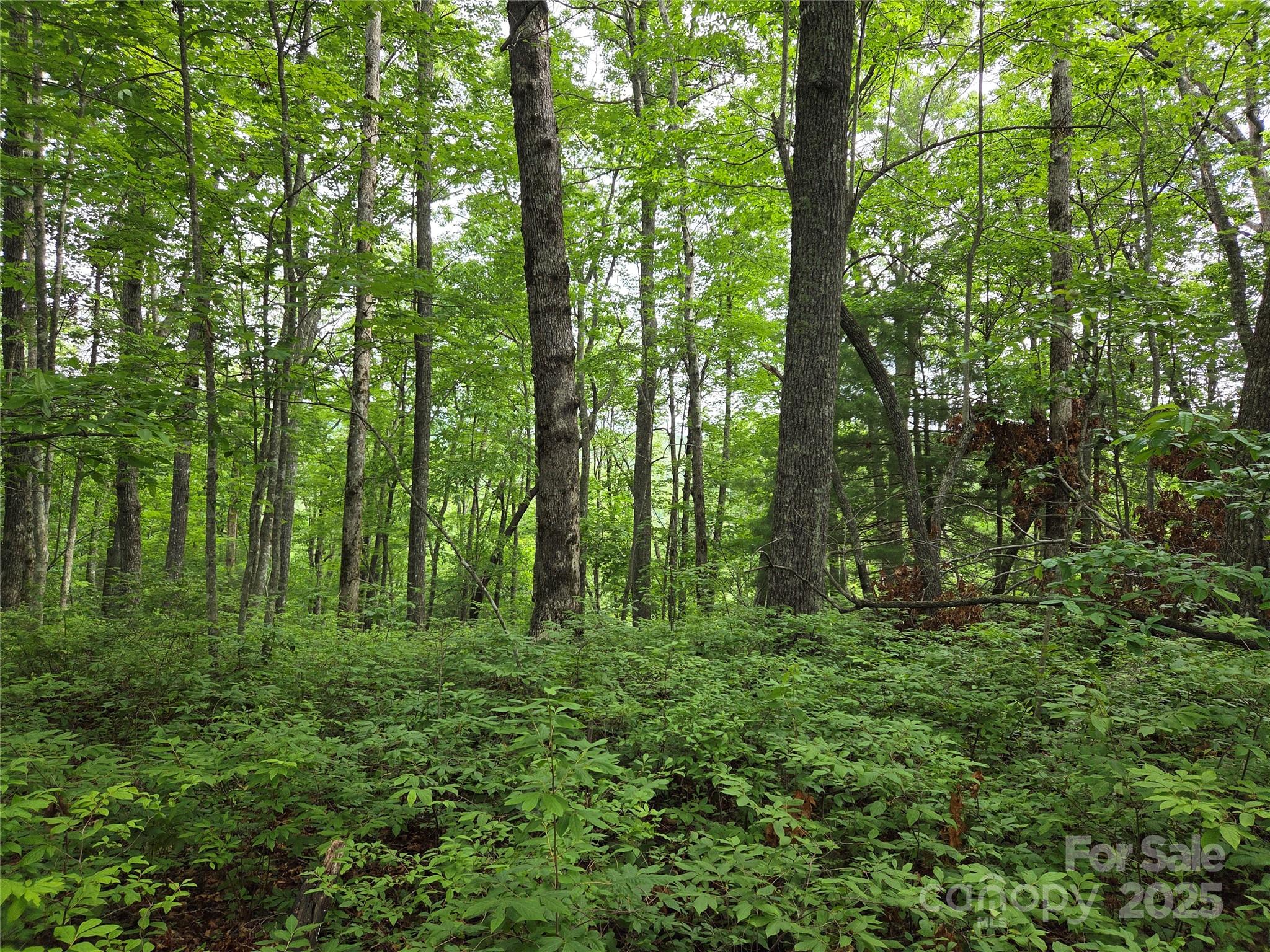 Tbd Cedar Lane Brevard NC 28712