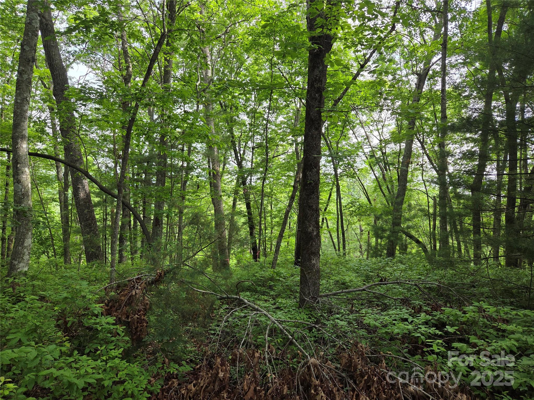 Tbd Cedar Lane Brevard NC 28712