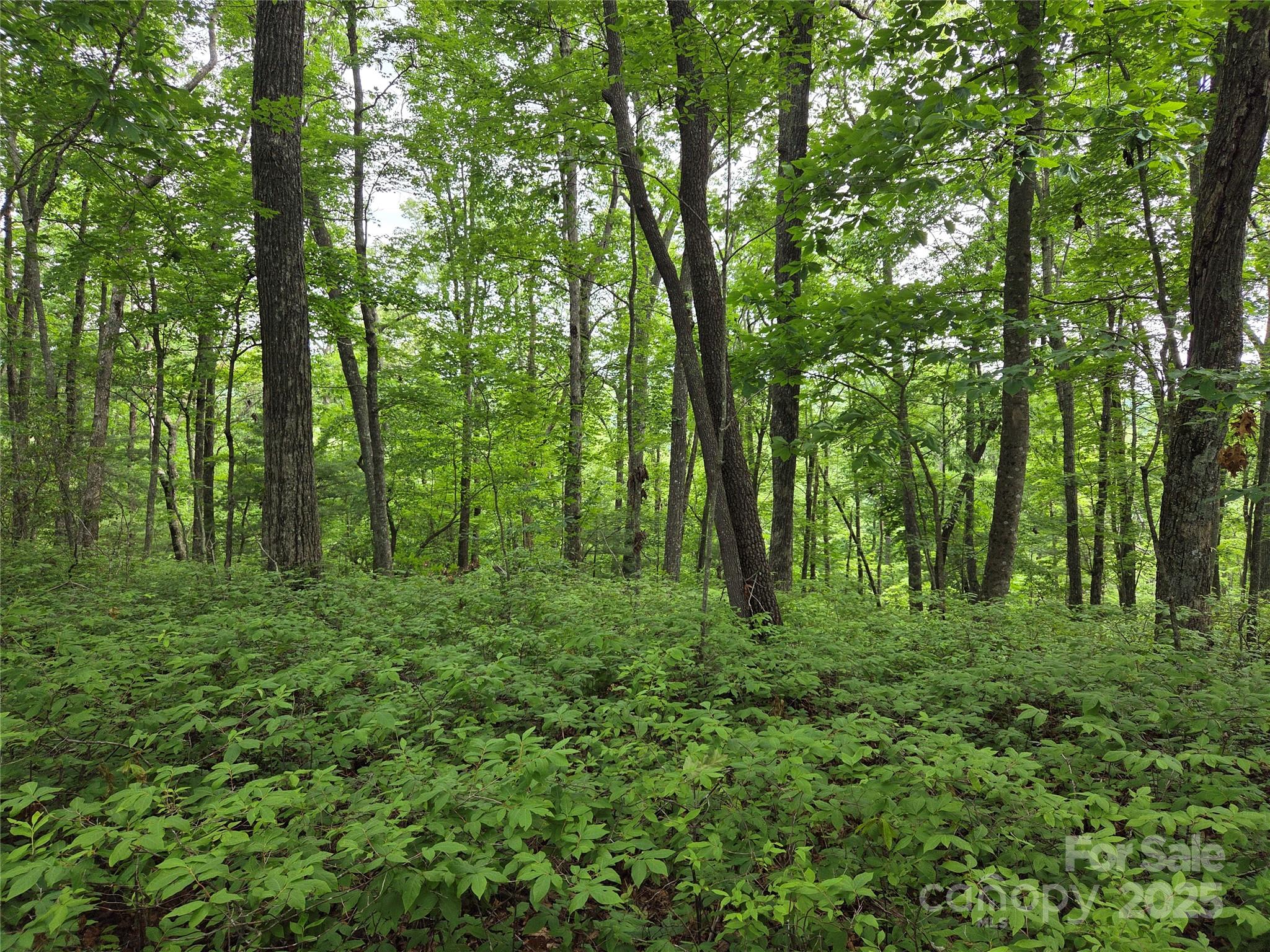 Tbd Cedar Lane Brevard NC 28712