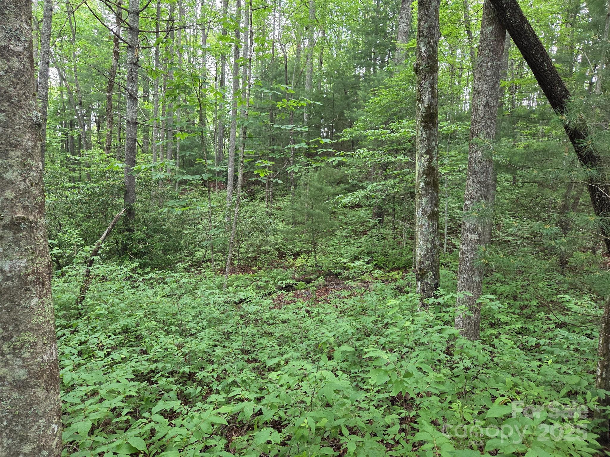 Tbd Cedar Lane Brevard NC 28712