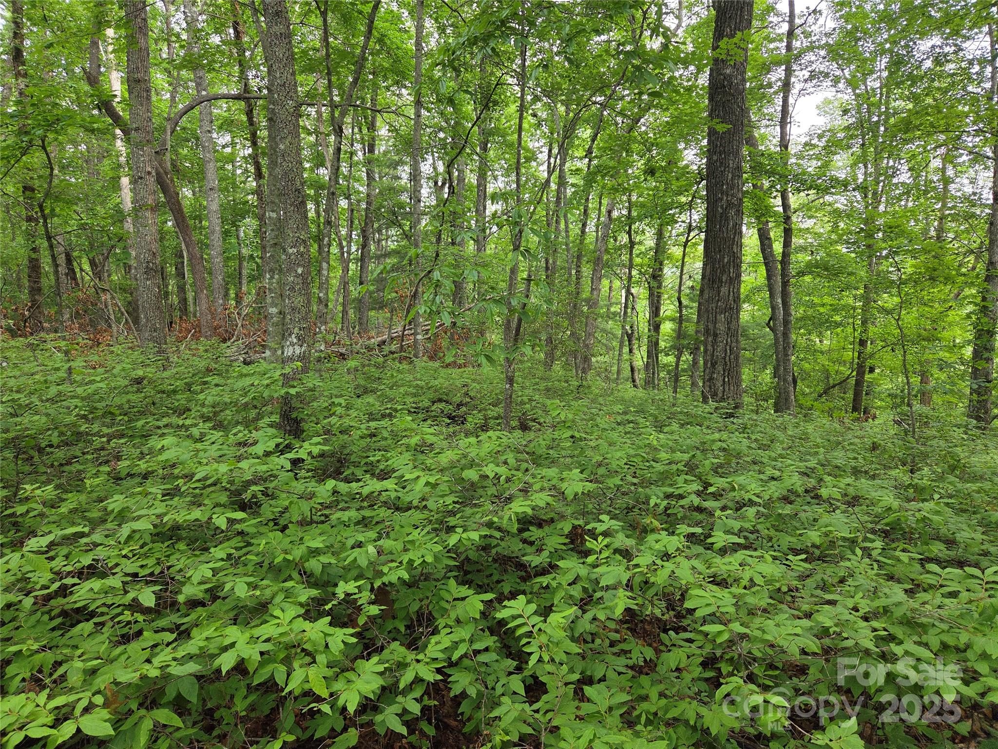 Tbd Cedar Lane Brevard NC 28712