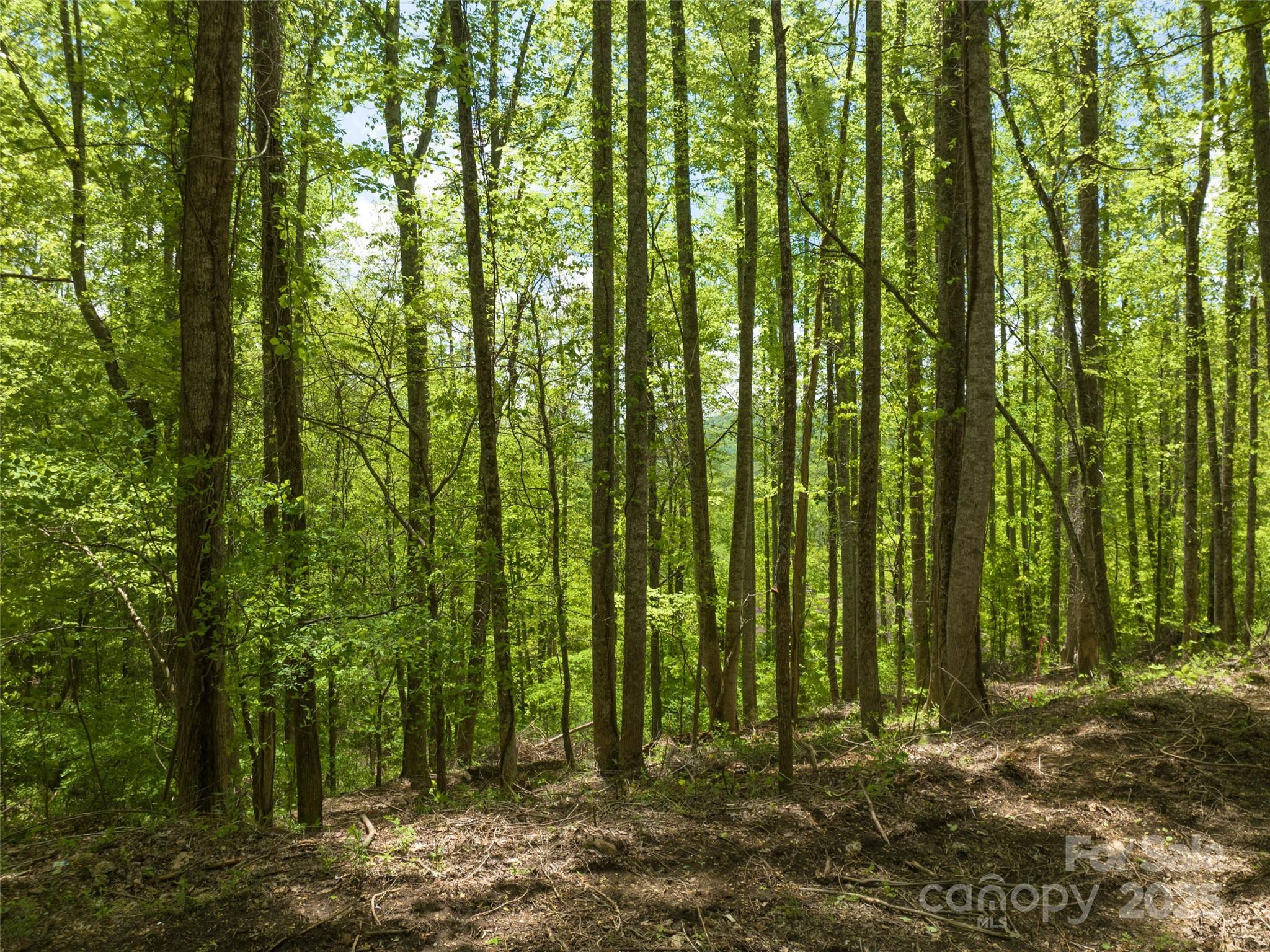 26 Fall Mountain Road Asheville NC 28803