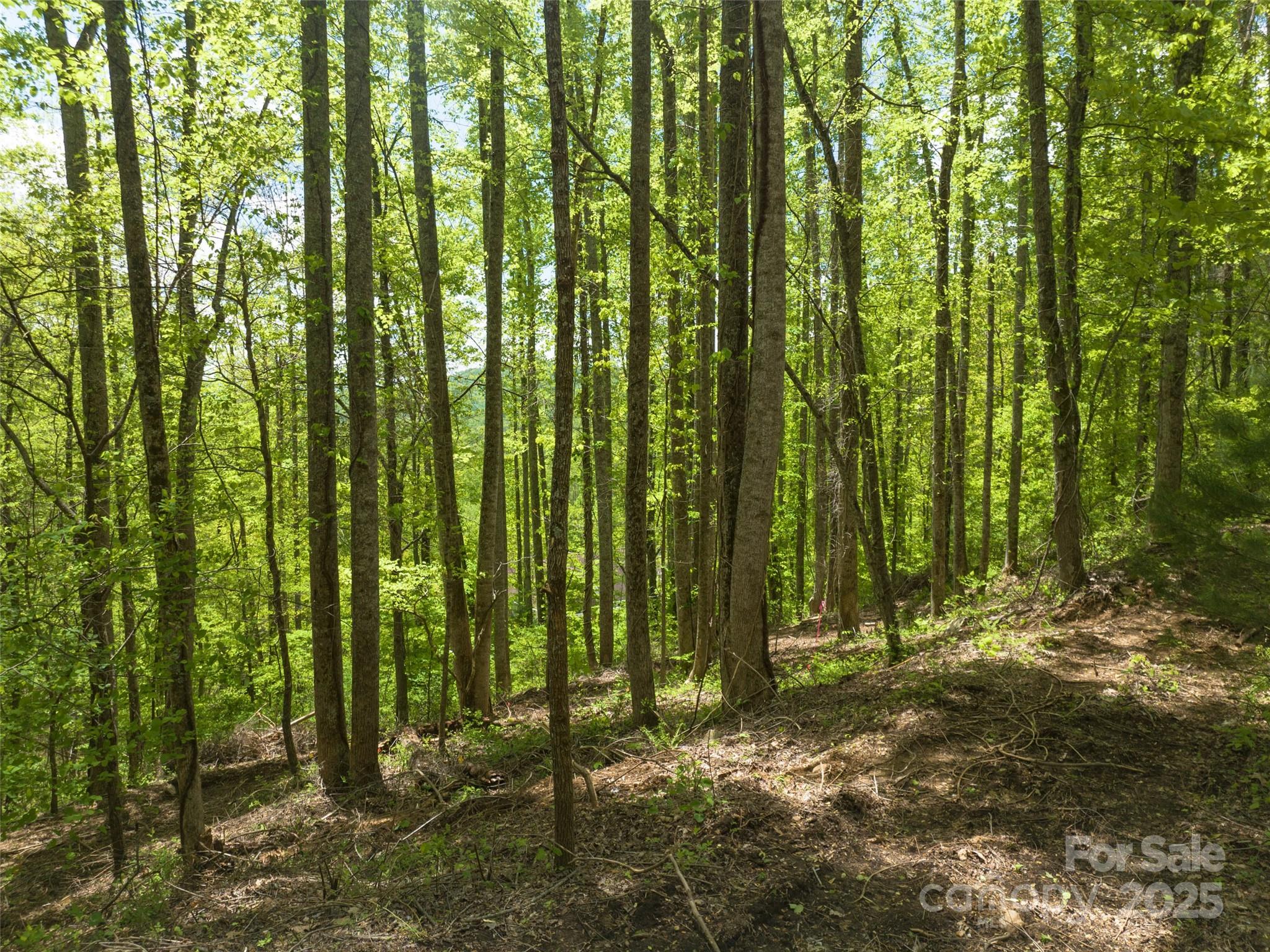 26 Fall Mountain Road Asheville NC 28803