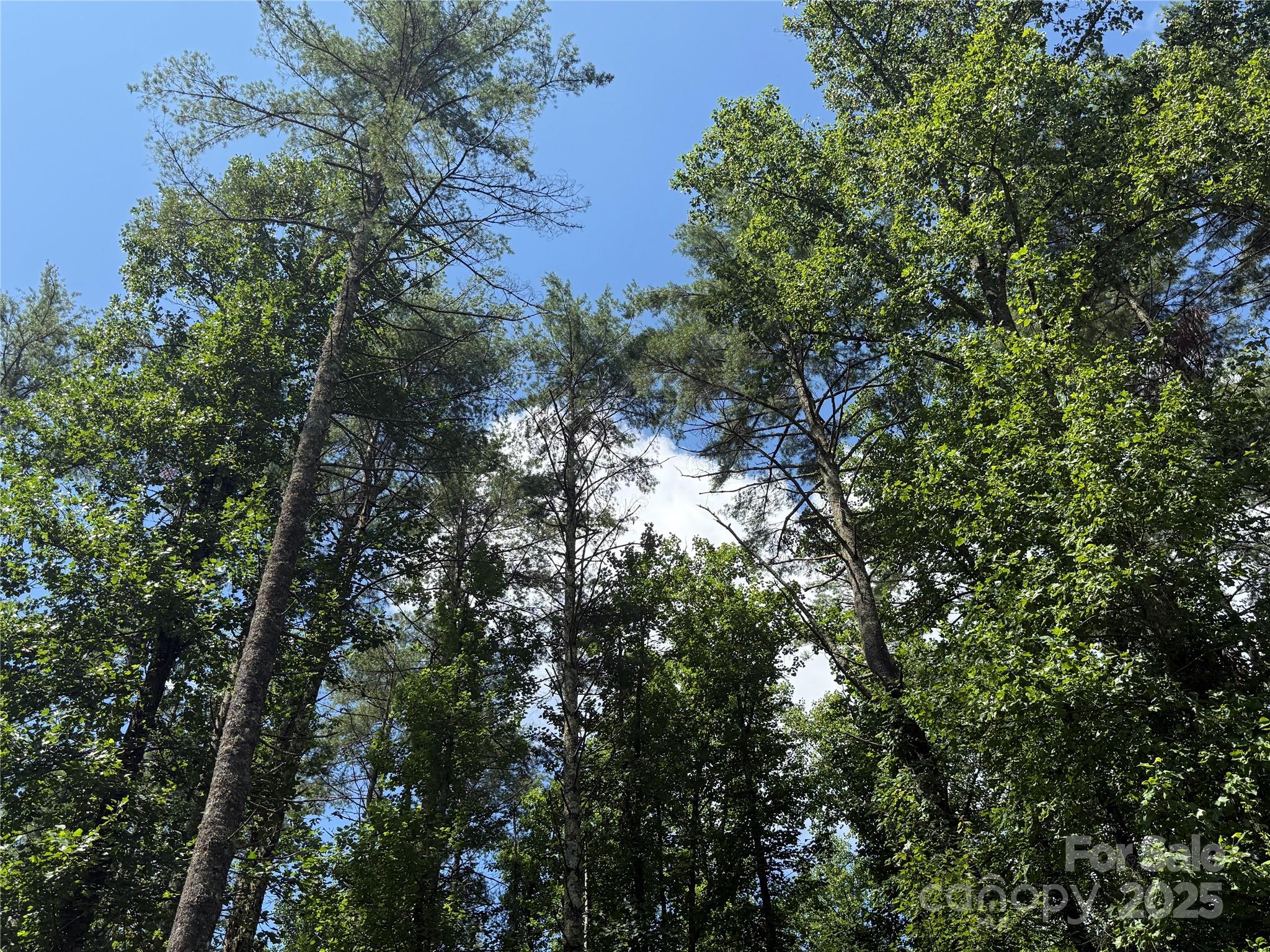 Lot 37 Mountain Brook Trail Brevard NC 28712
