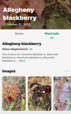 2098 Mckinney Mine Road Spruce Pine NC 28777