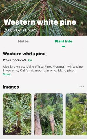 2098 Mckinney Mine Road Spruce Pine NC 28777