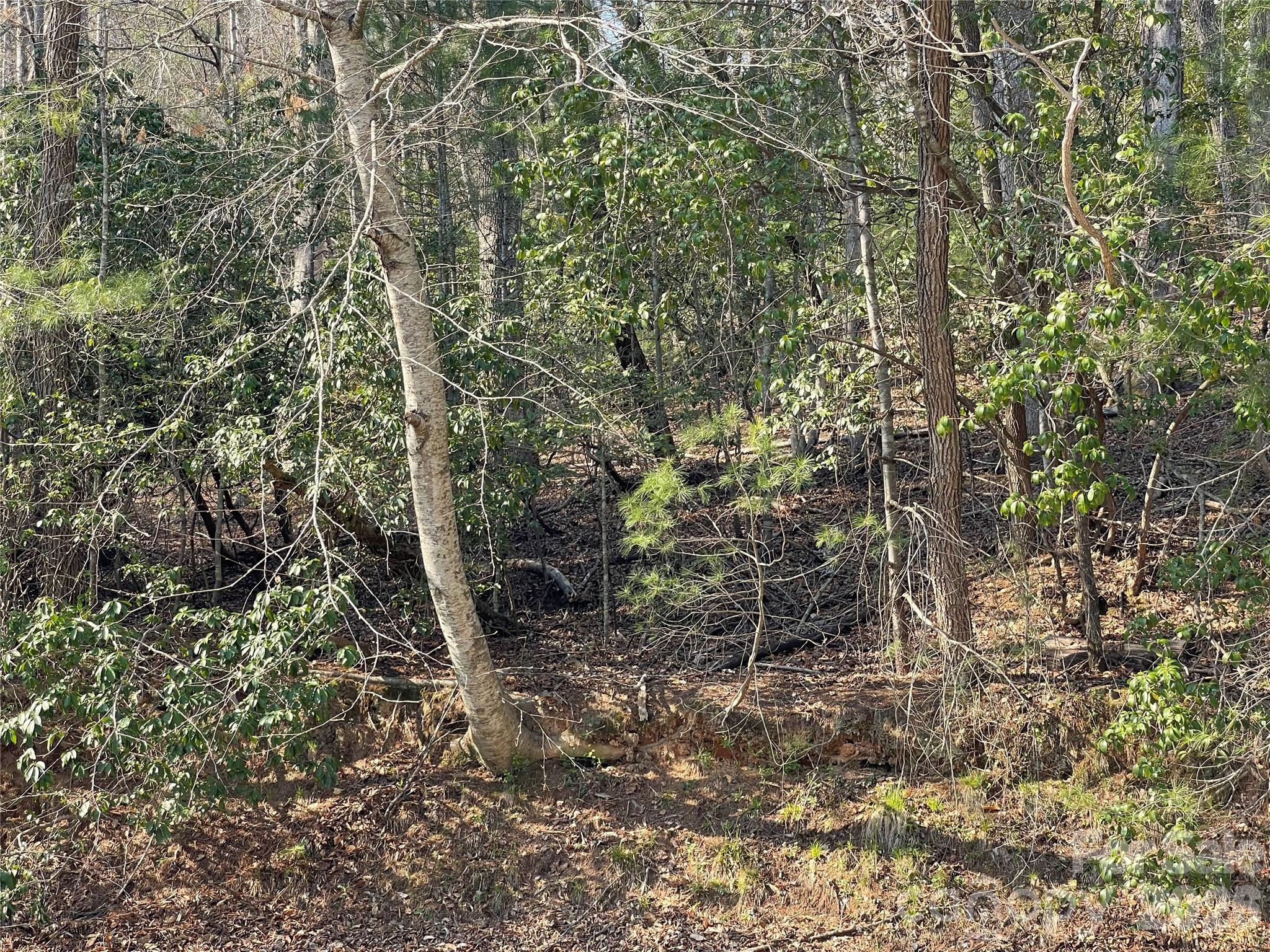 Lot 61 Deerlake Drive Brevard NC 28712