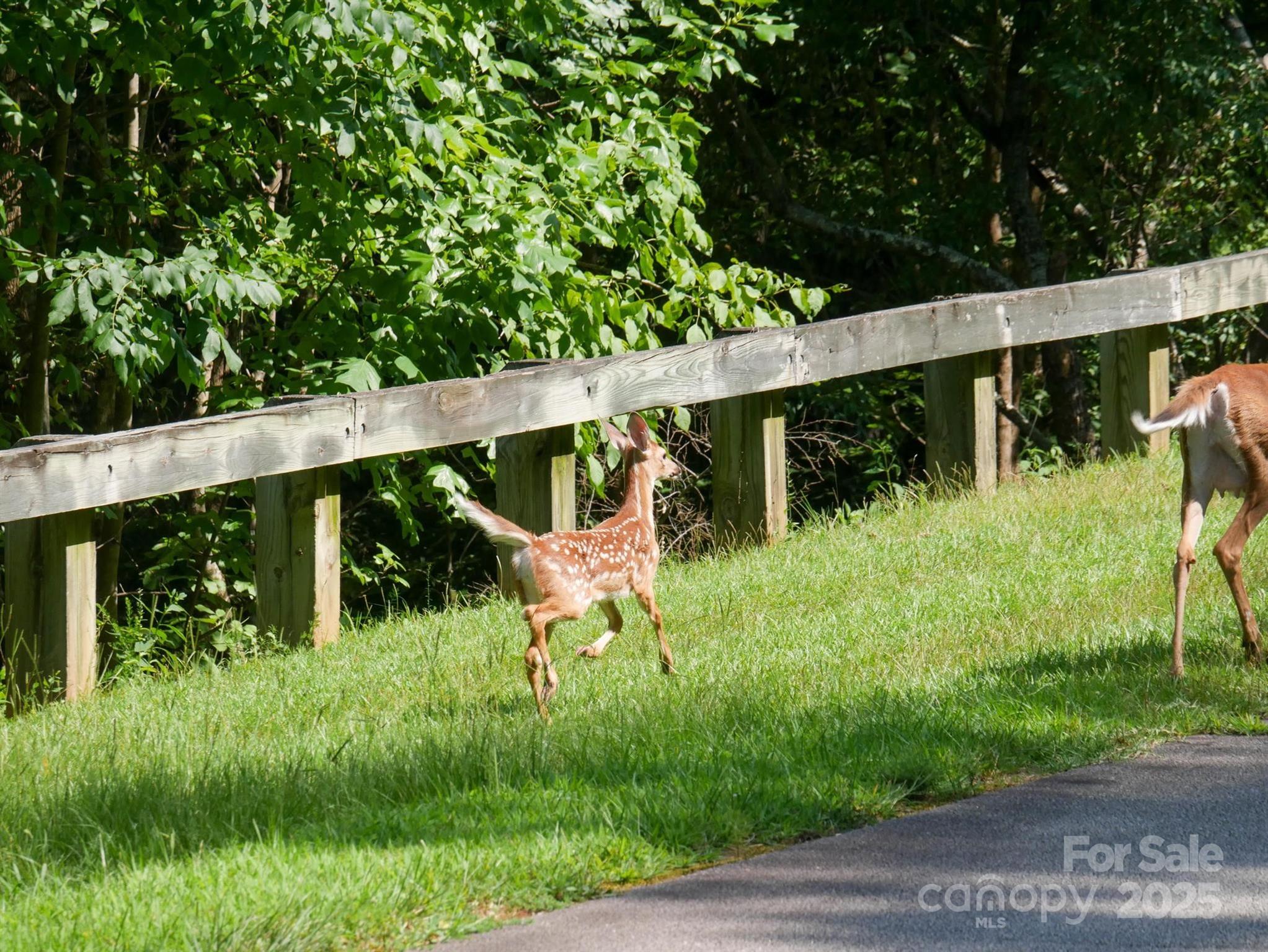 00 Deep Gap Road E Mill Spring NC 28756
