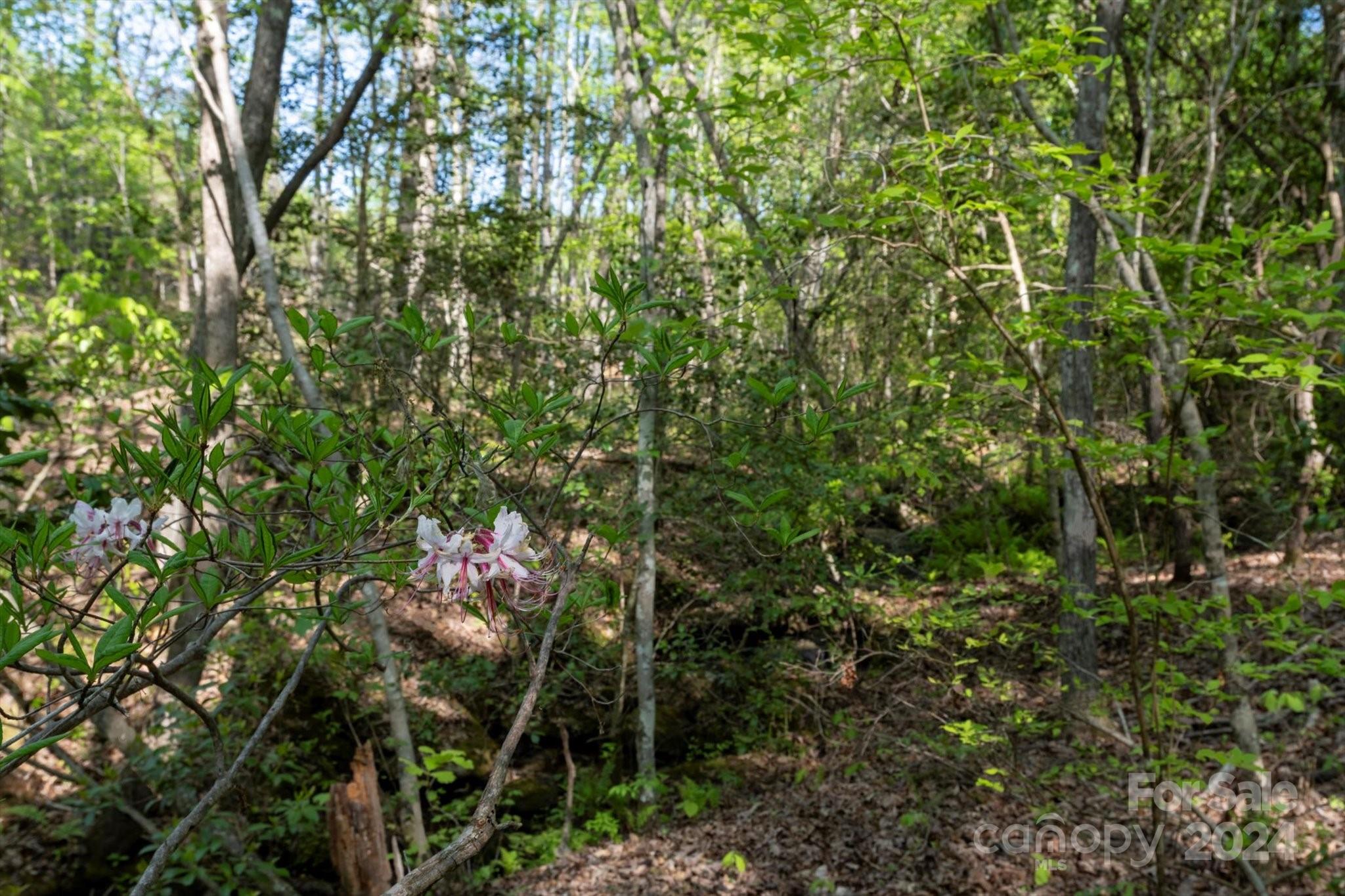99999 Shady Bark Lane Rutherfordton NC 28139