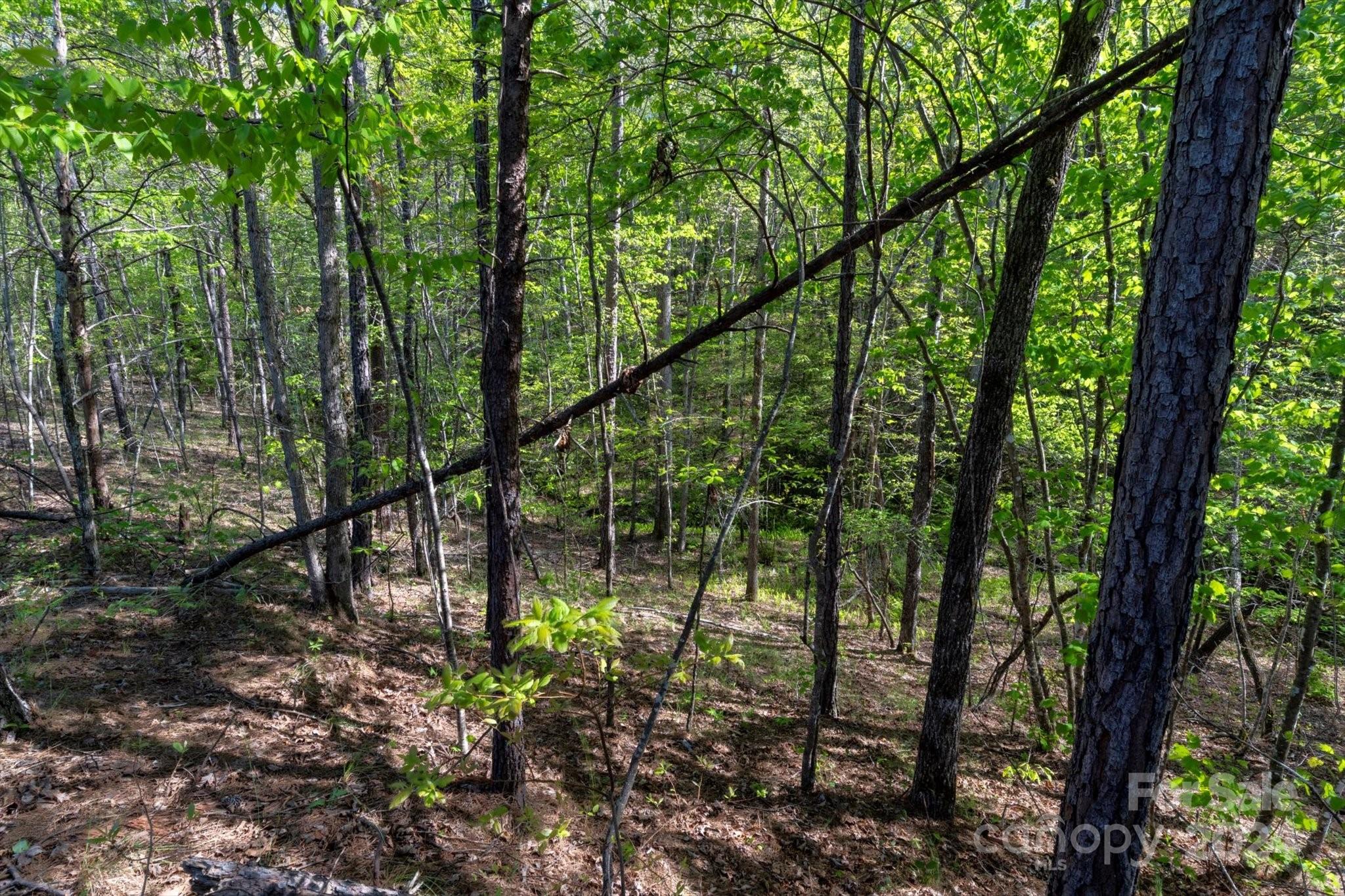 99999 Shady Bark Lane Rutherfordton NC 28139