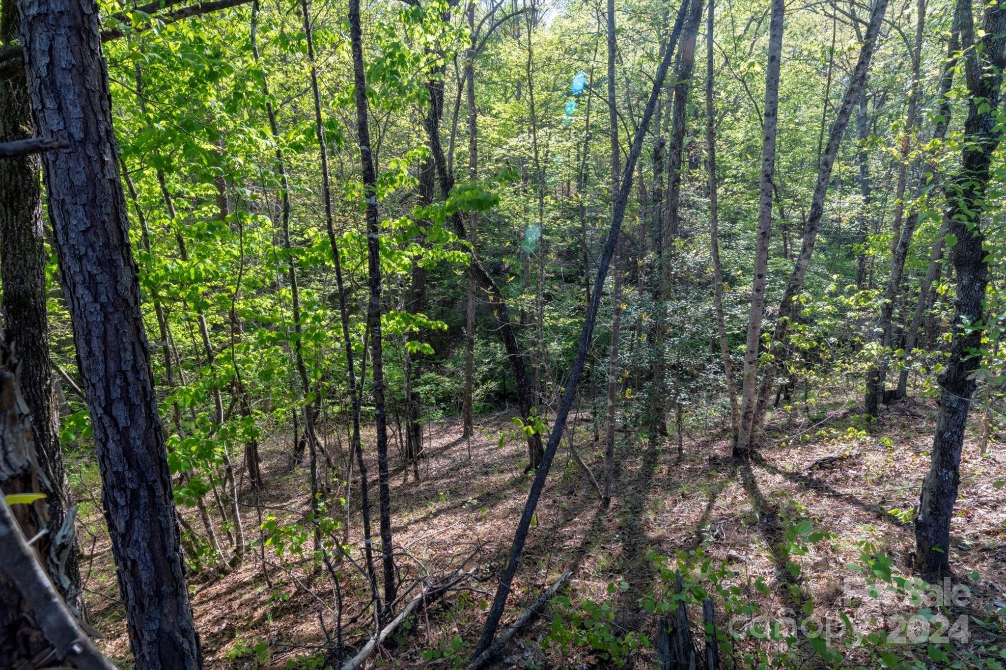 99999 Shady Bark Lane Rutherfordton NC 28139
