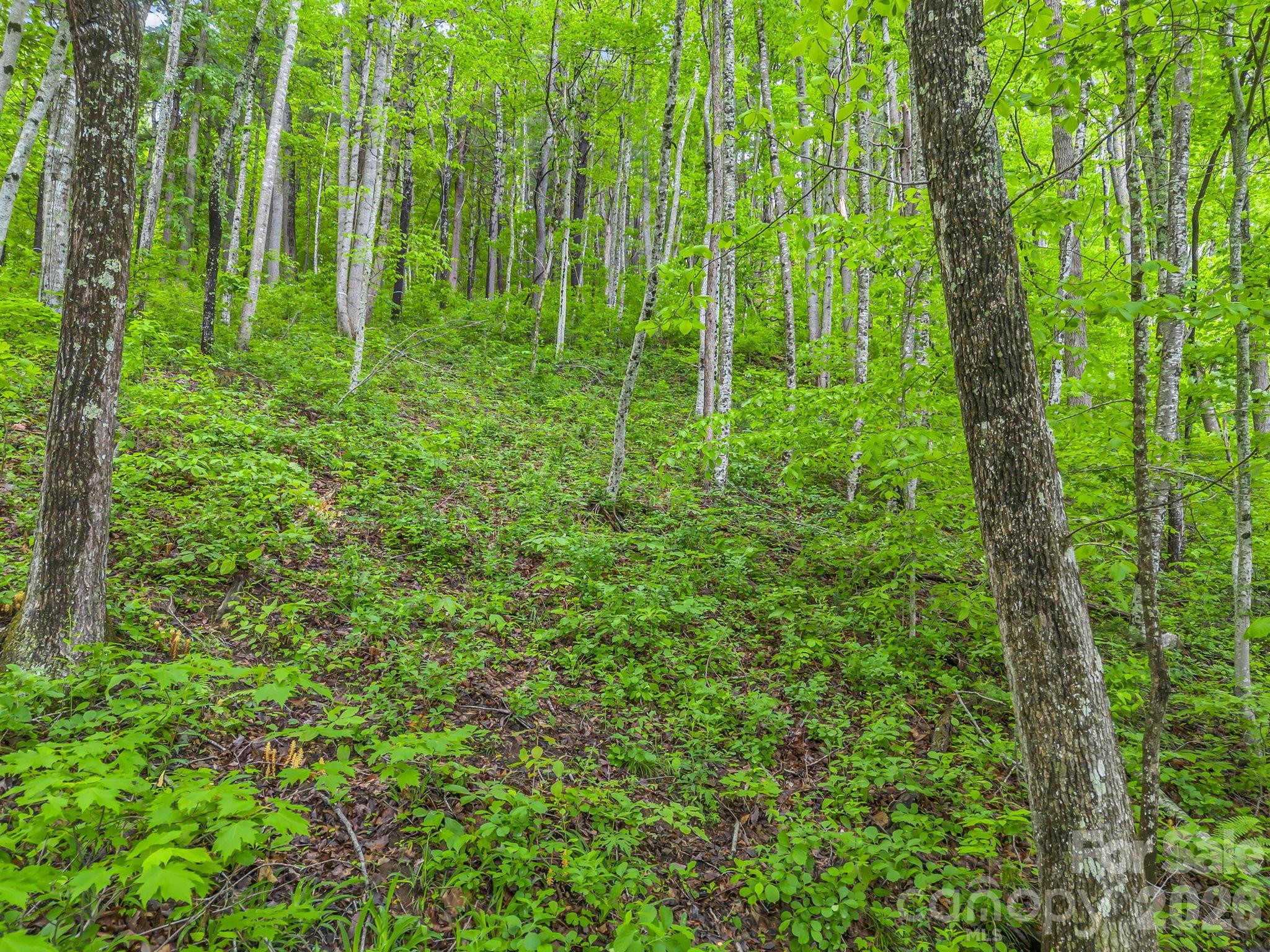 64 Longspur Lane Asheville NC 28804
