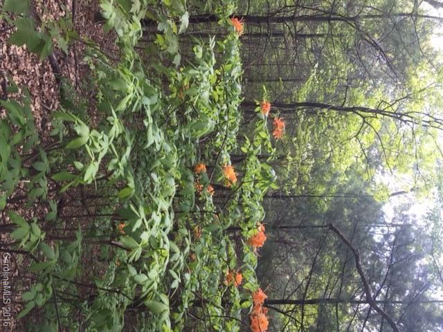 47 Forest Glen Trail Asheville NC 28805