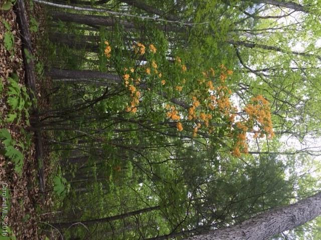 47 Forest Glen Trail Asheville NC 28805
