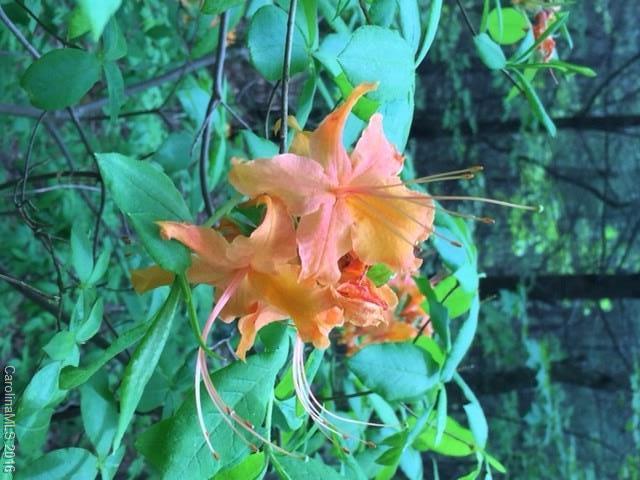 47 Forest Glen Trail Asheville NC 28805
