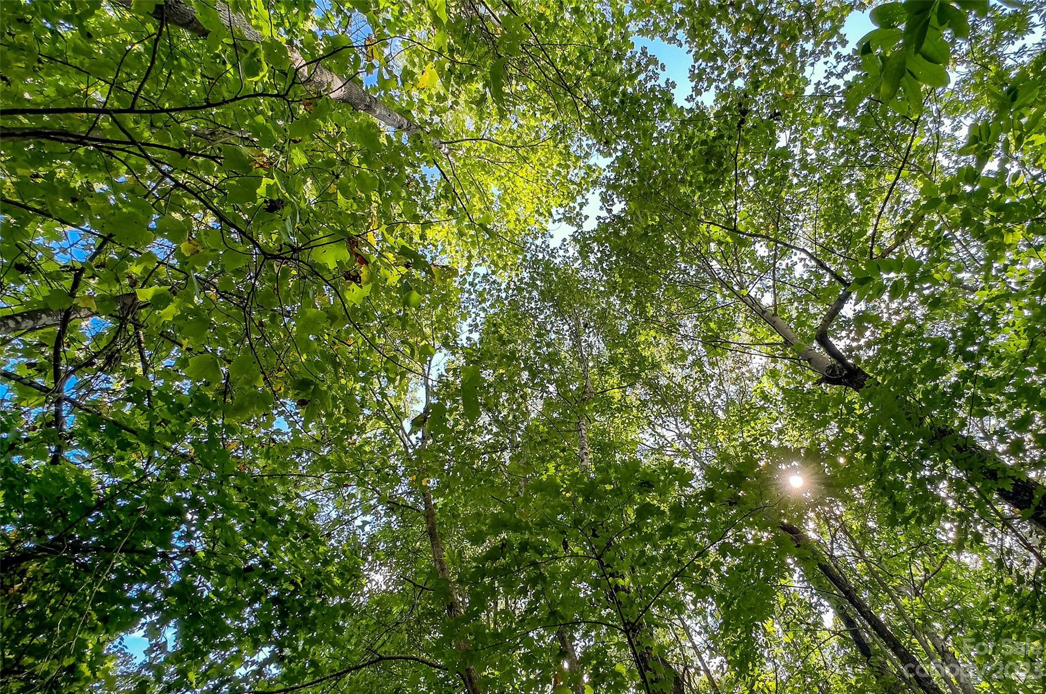 0000 Arcadia Falls Way Black Mountain NC 28711