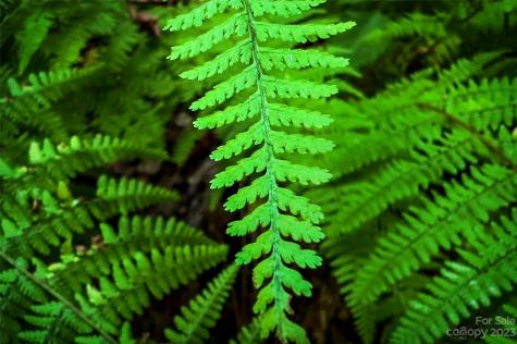 0000 Arcadia Falls Way Black Mountain NC 28711