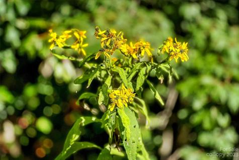 0000 Arcadia Falls Way Black Mountain NC 28711