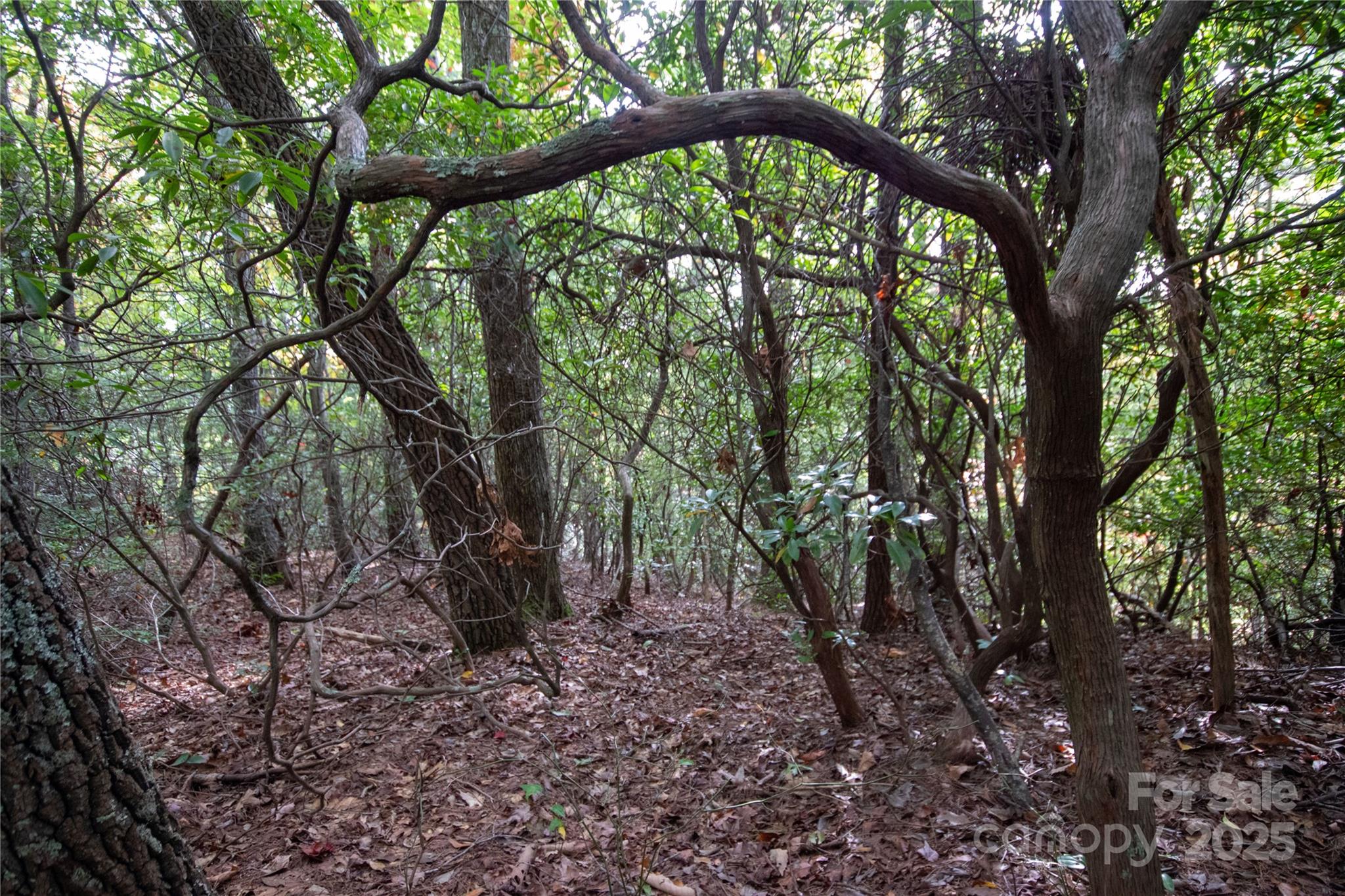 Lot# 594 Timberline Drive Lenoir NC 28645