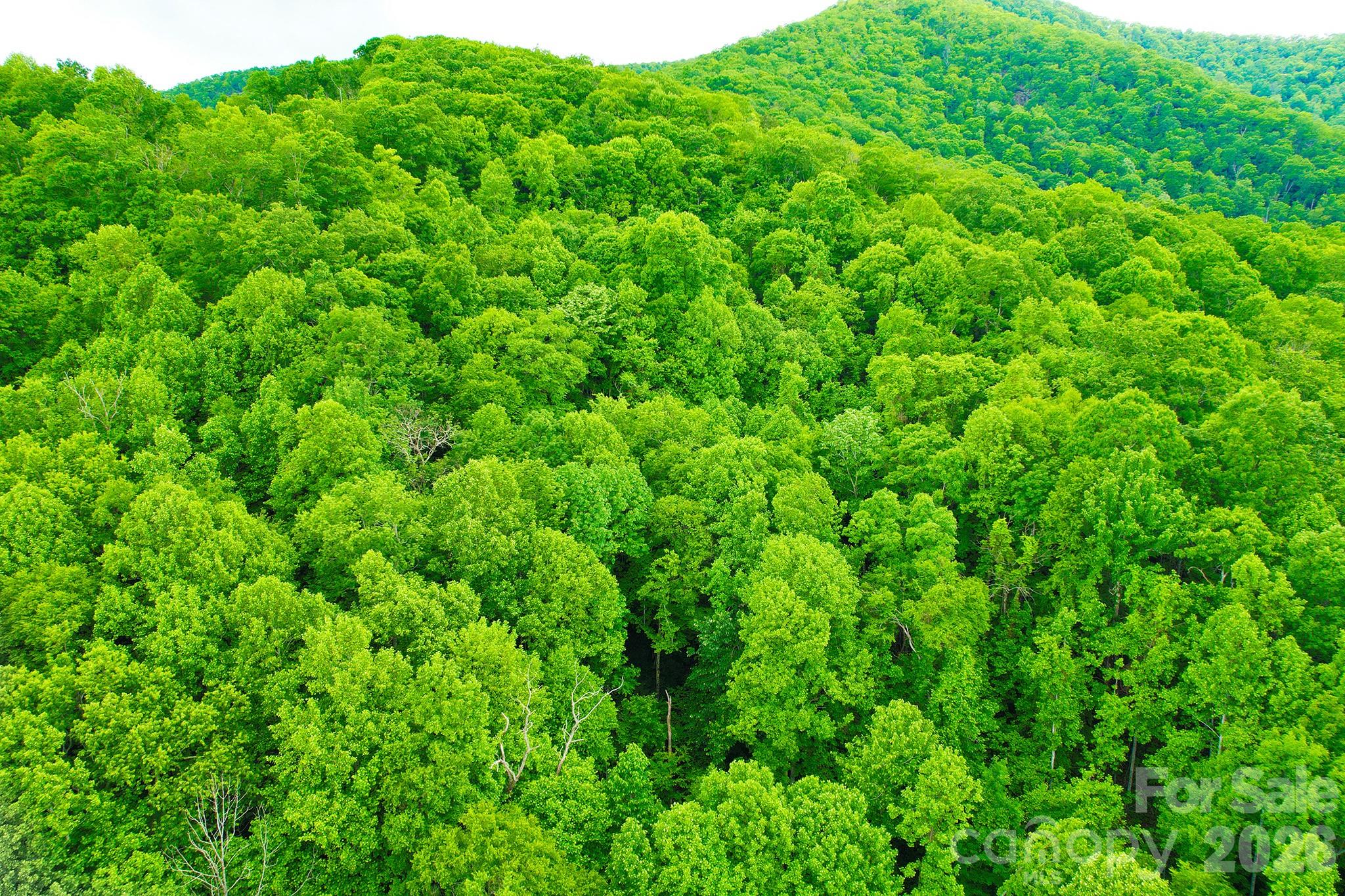 4 White Birch Court Black Mountain NC 28711