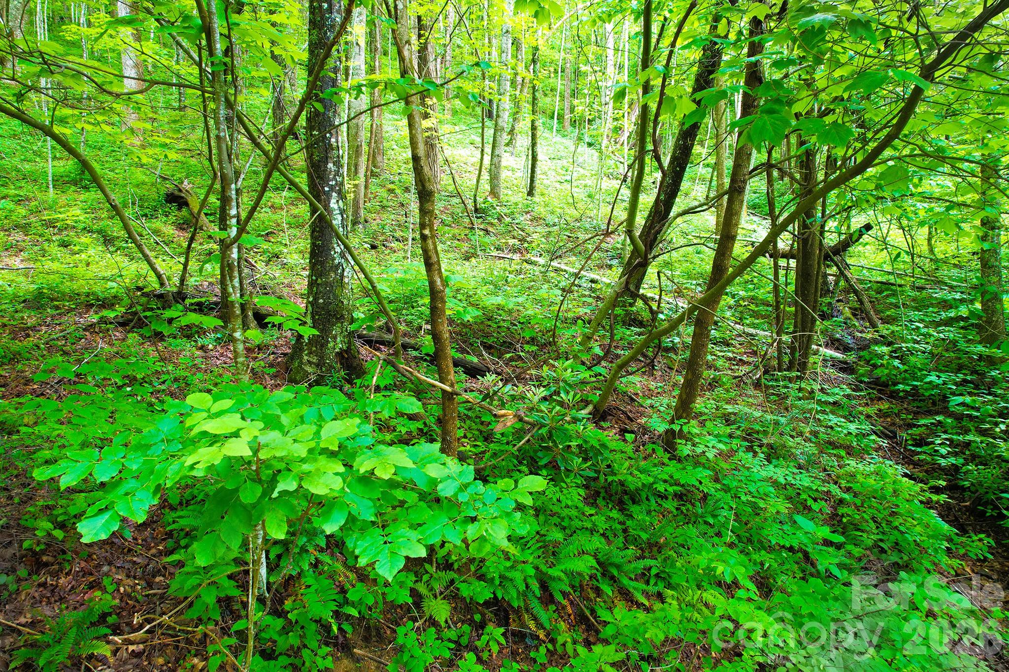 4 White Birch Court Black Mountain NC 28711