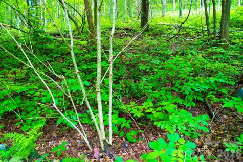 4 White Birch Court Black Mountain NC 28711