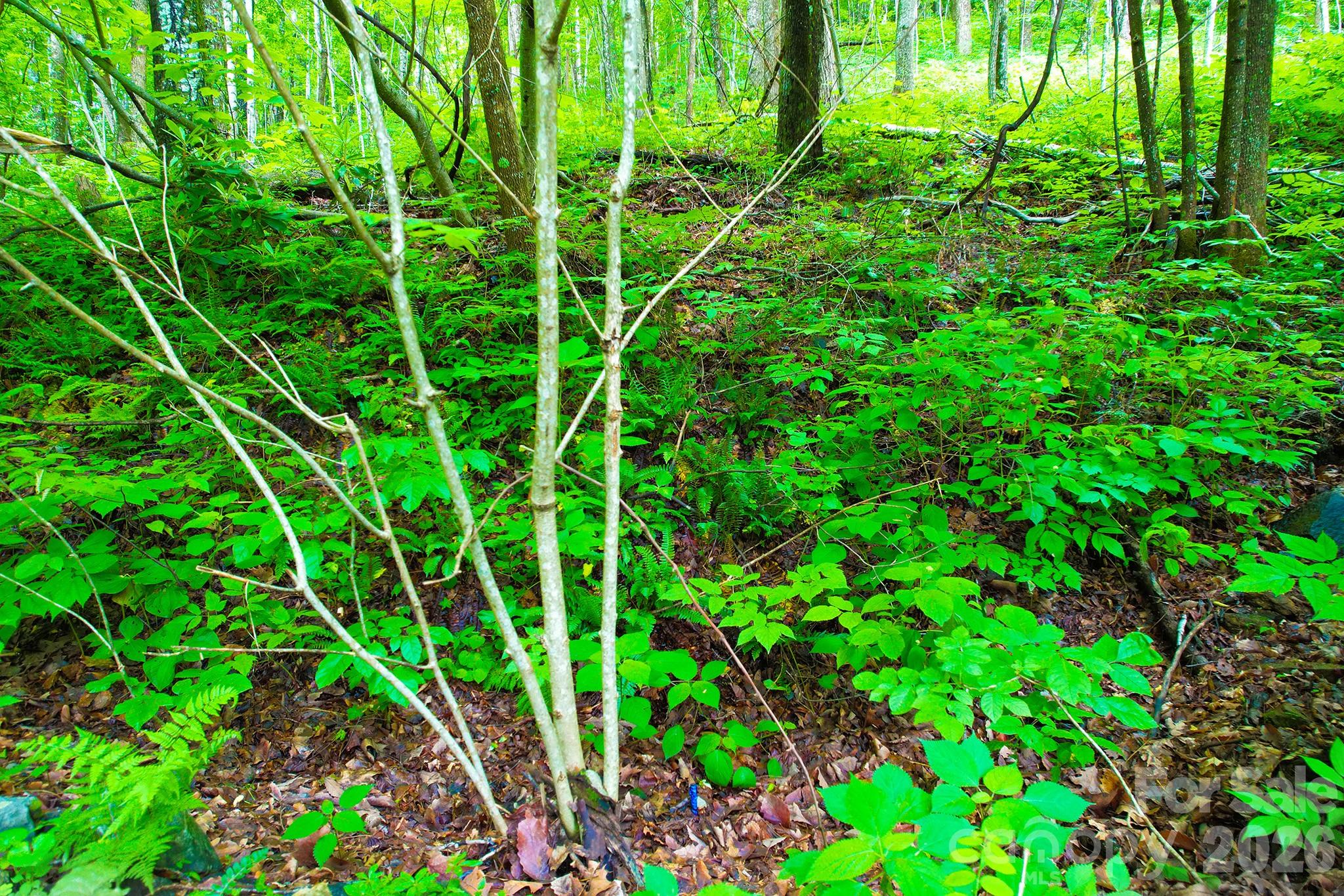 4 White Birch Court Black Mountain NC 28711
