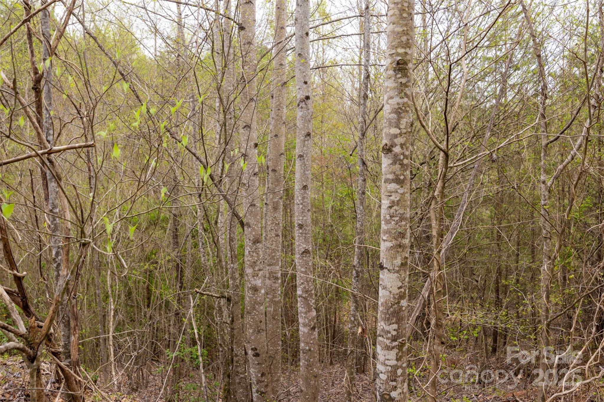 0 Old Vashti Road Taylorsville NC 28681