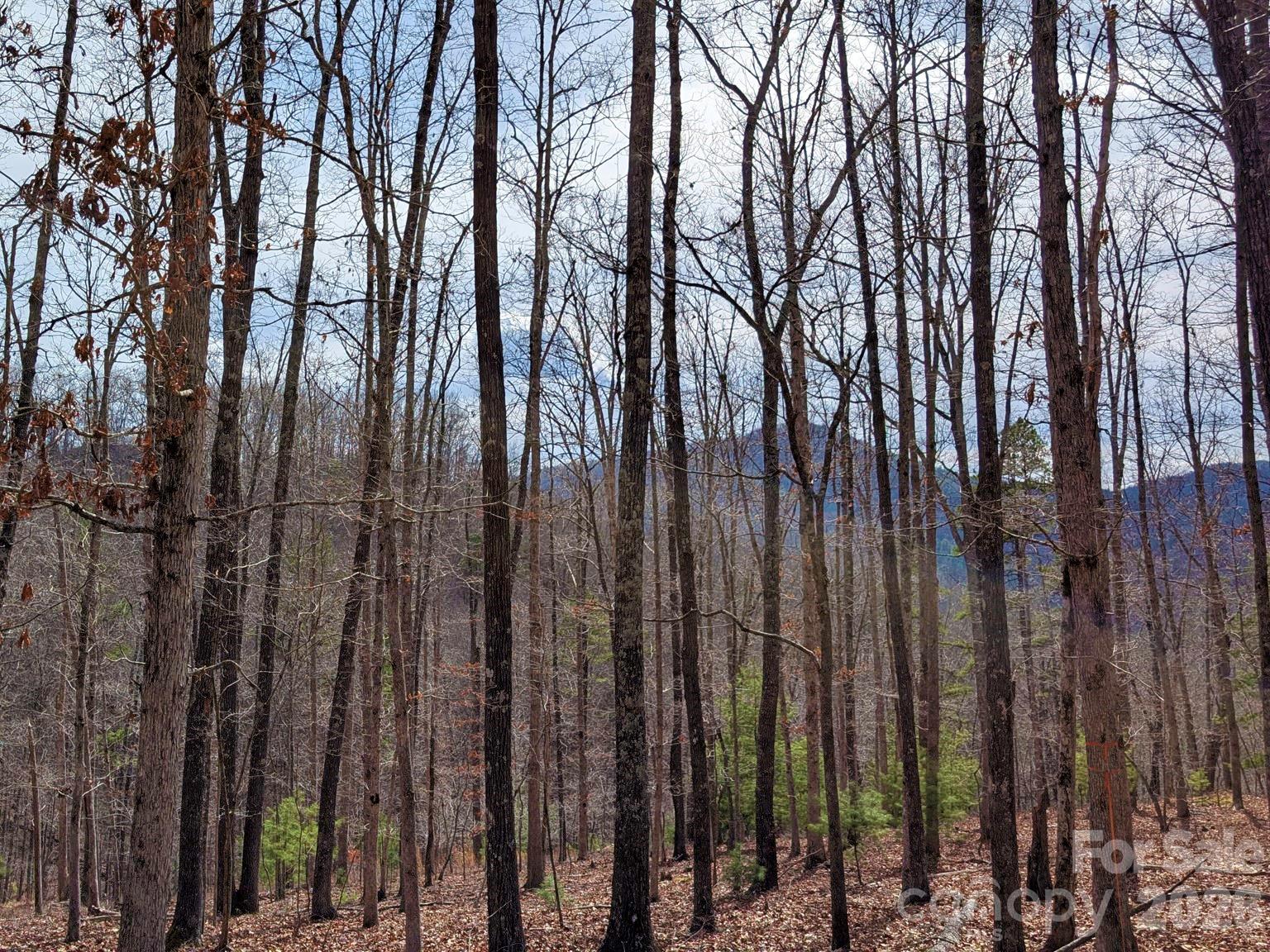 51 Wild Turkey Loop Marshall NC 28753