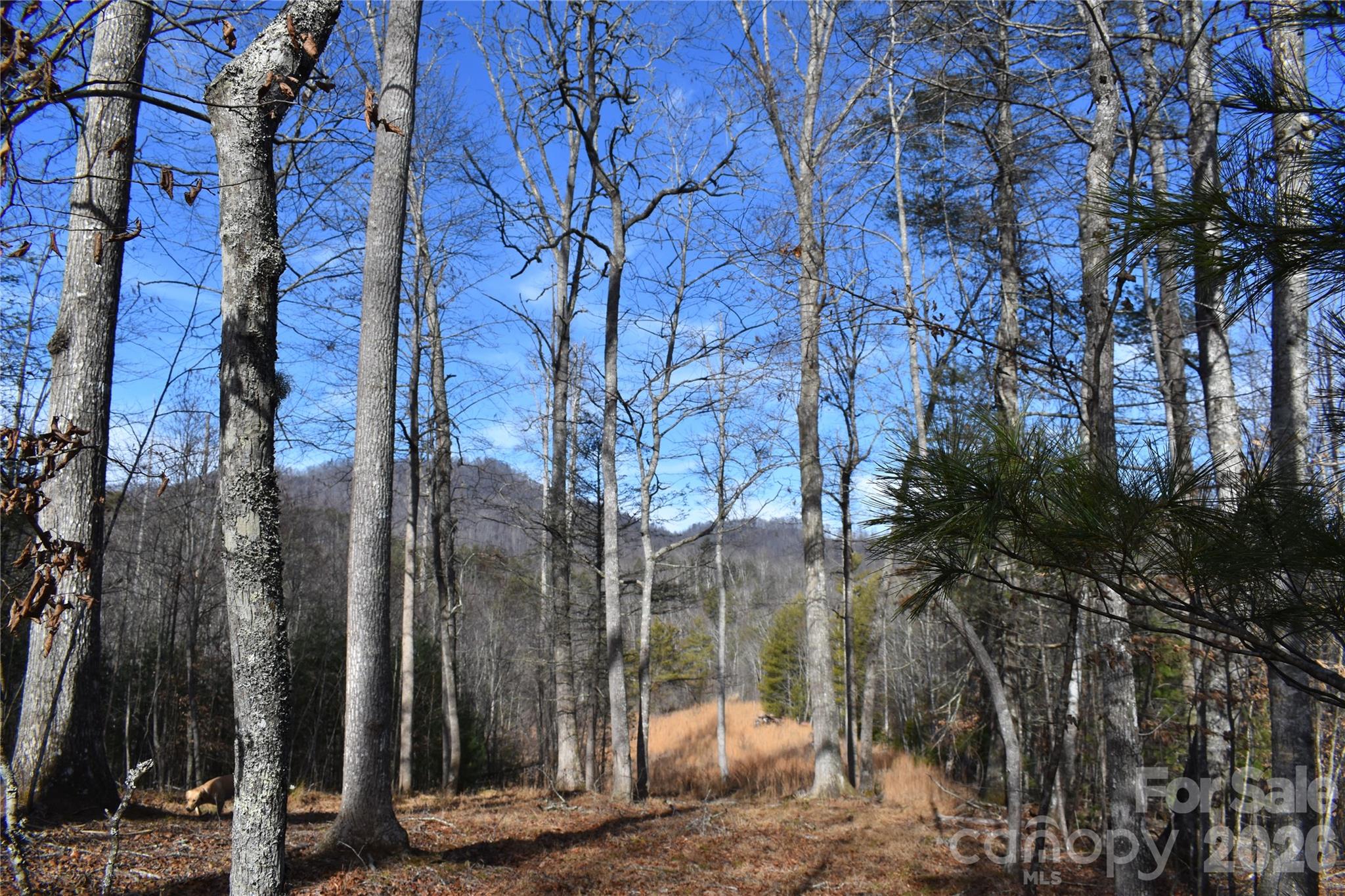 448 Sweetwater Road Green Mountain NC 28740